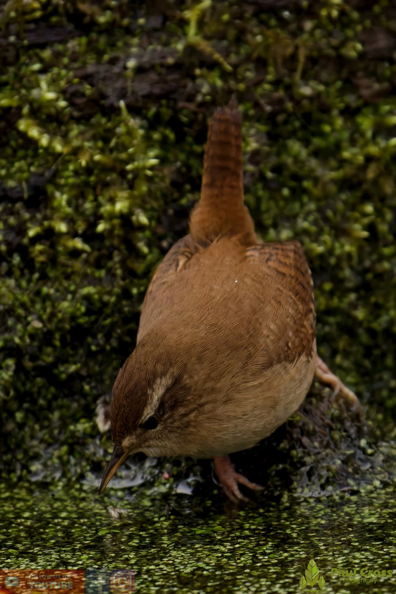 Wren-00532.jpg