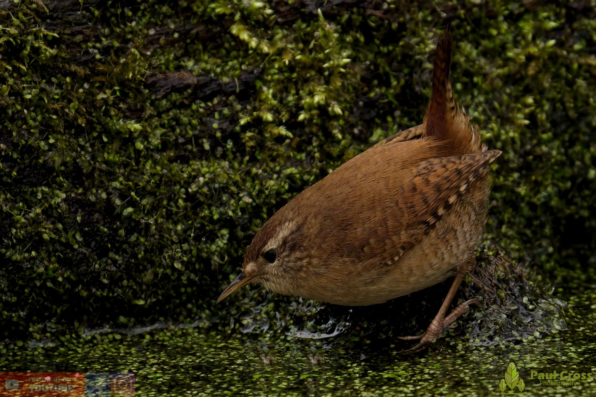 Wren-00533.jpg
