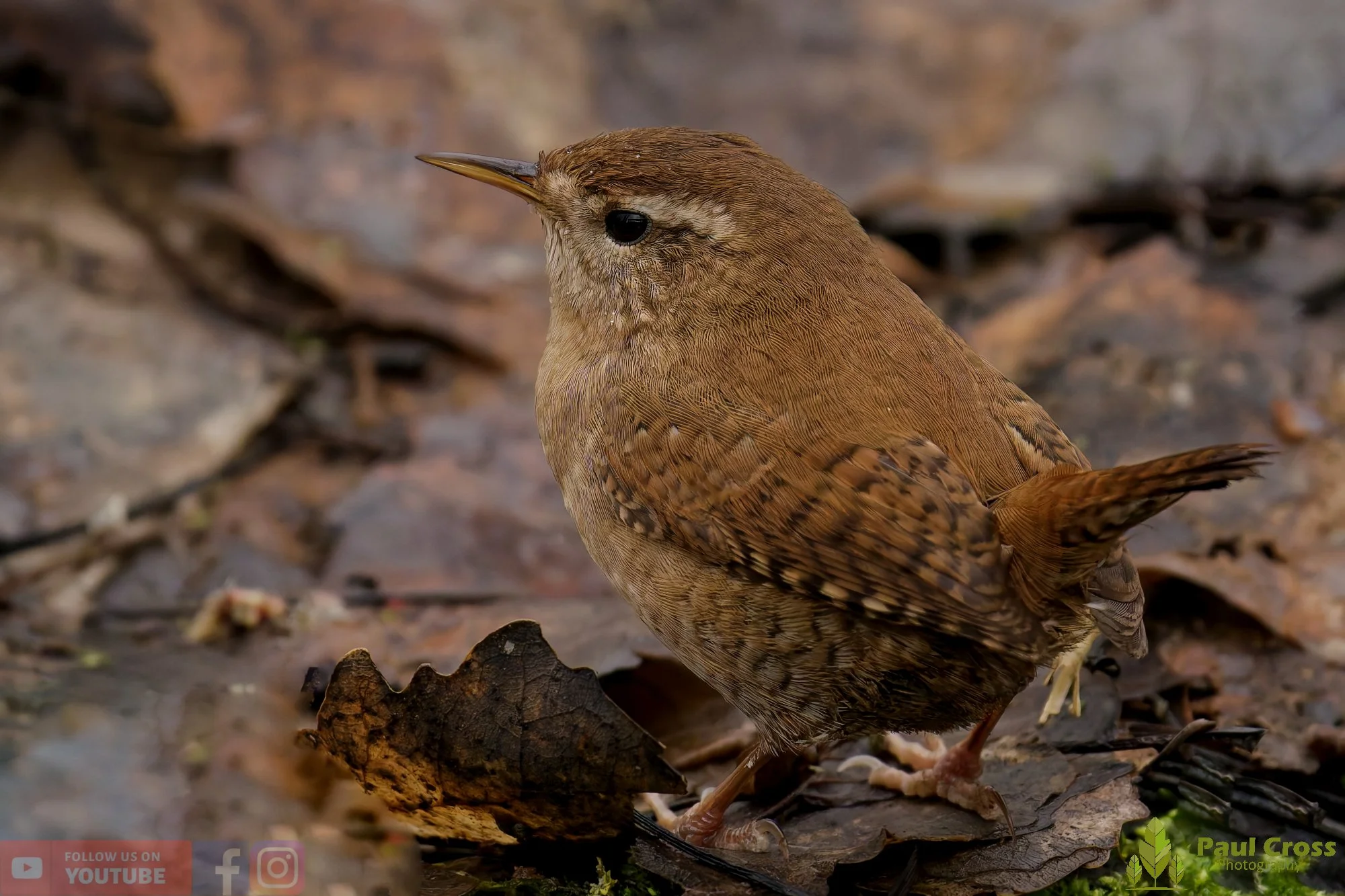 Wren-00534.jpg