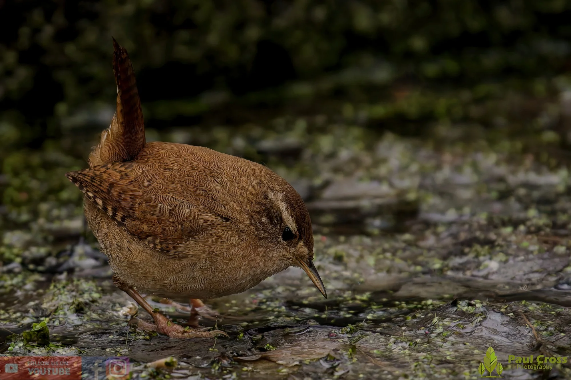 Wren-00536.jpg