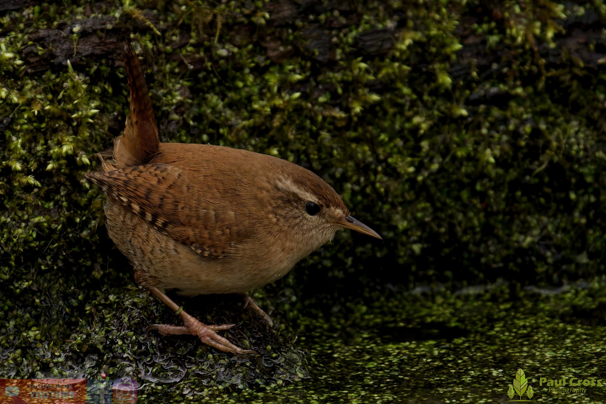 Wren-00539.jpg