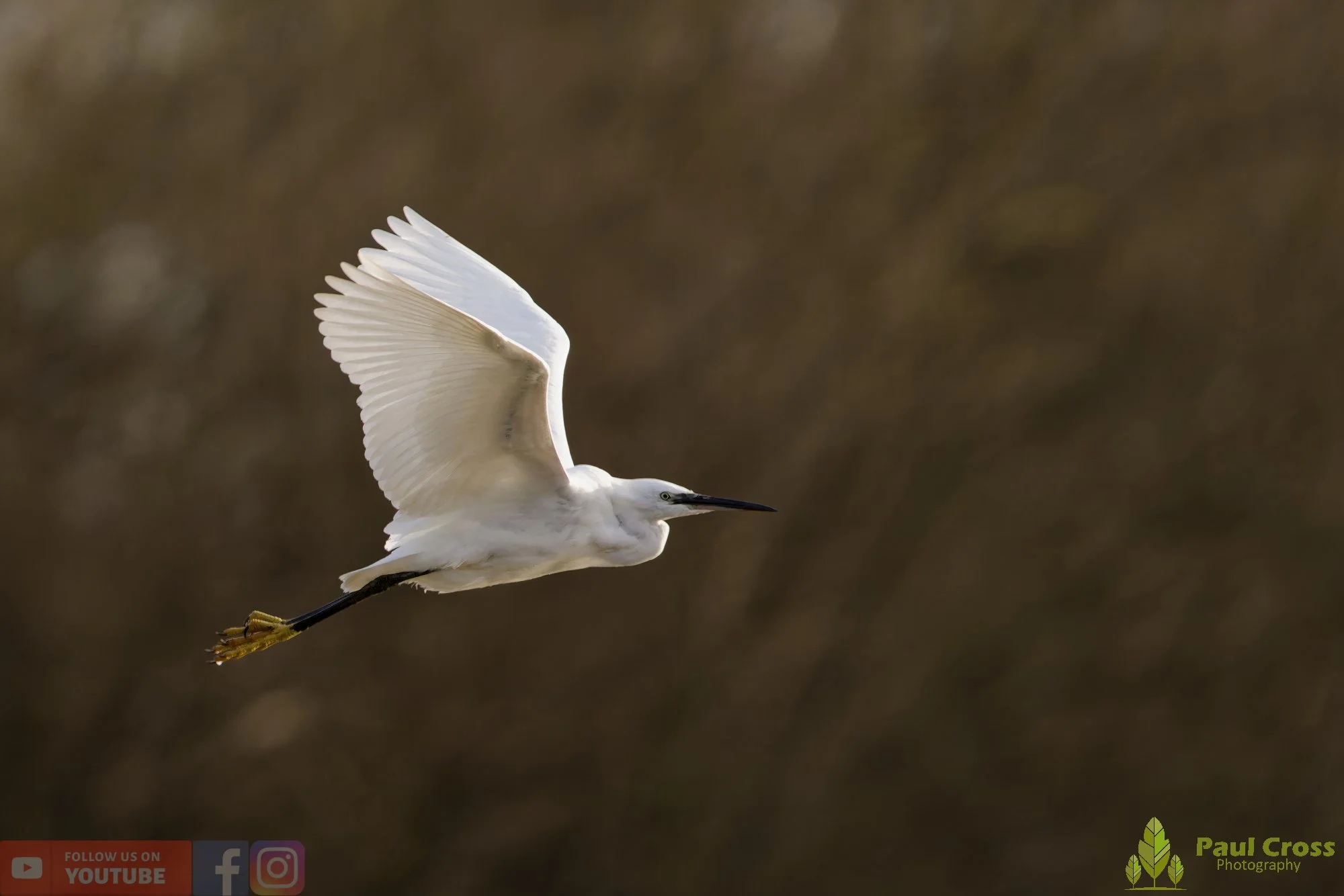 Little Egret-00536.jpg