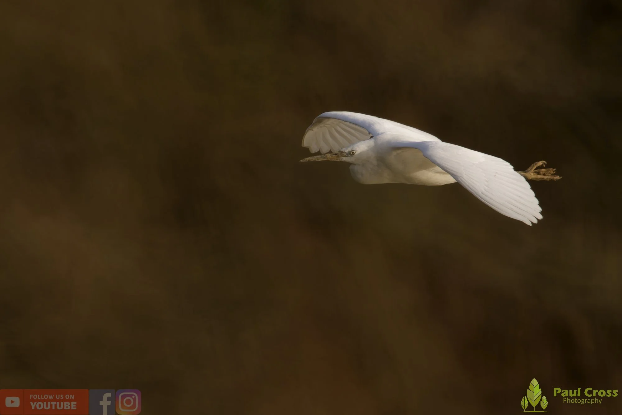 Little Egret-00535.jpg