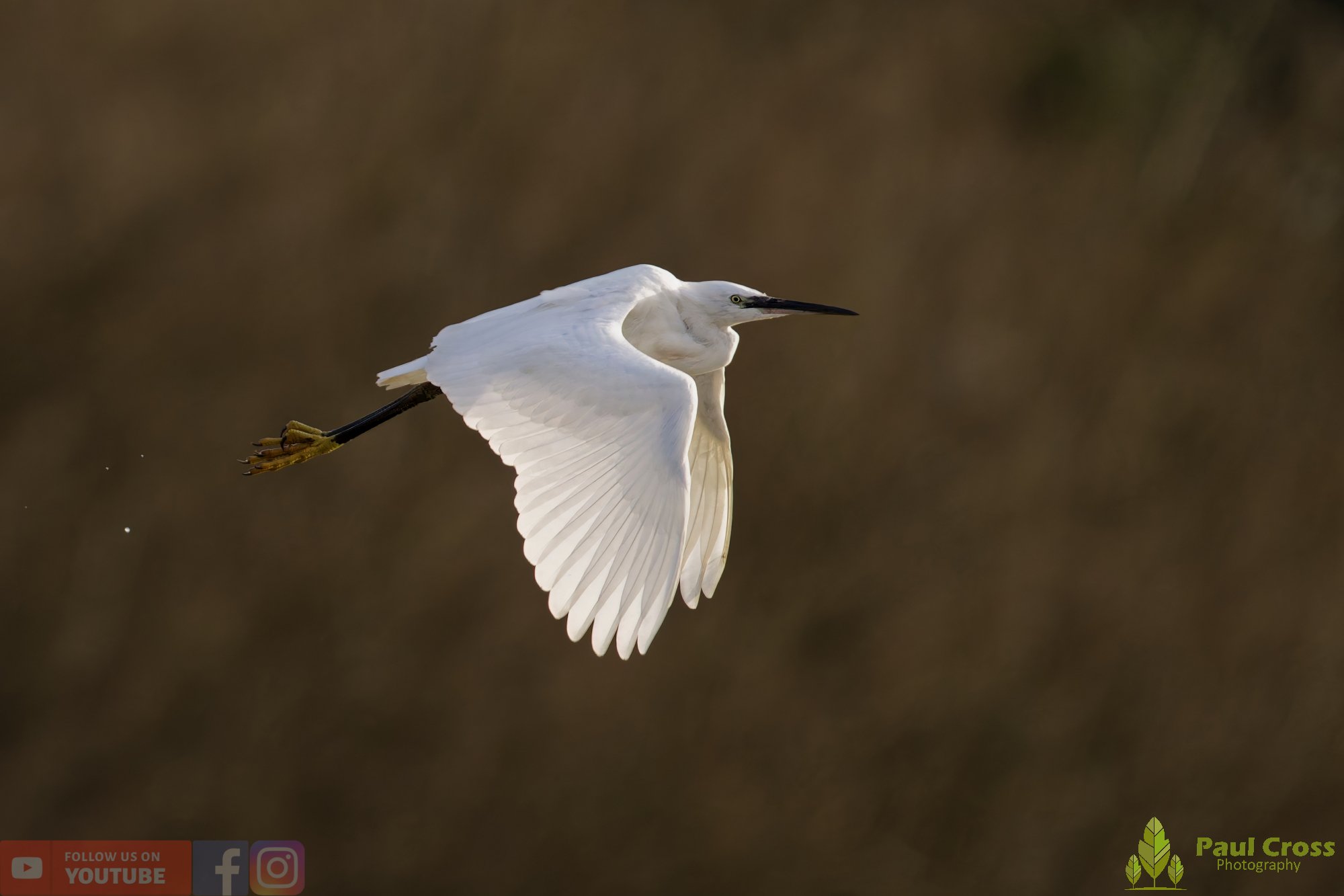 Little Egret-00537.jpg