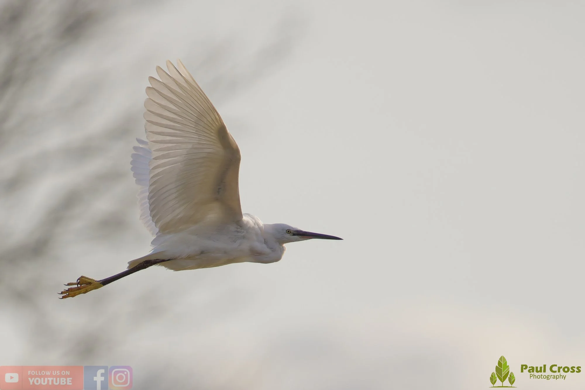 Little Egret-00538.jpg