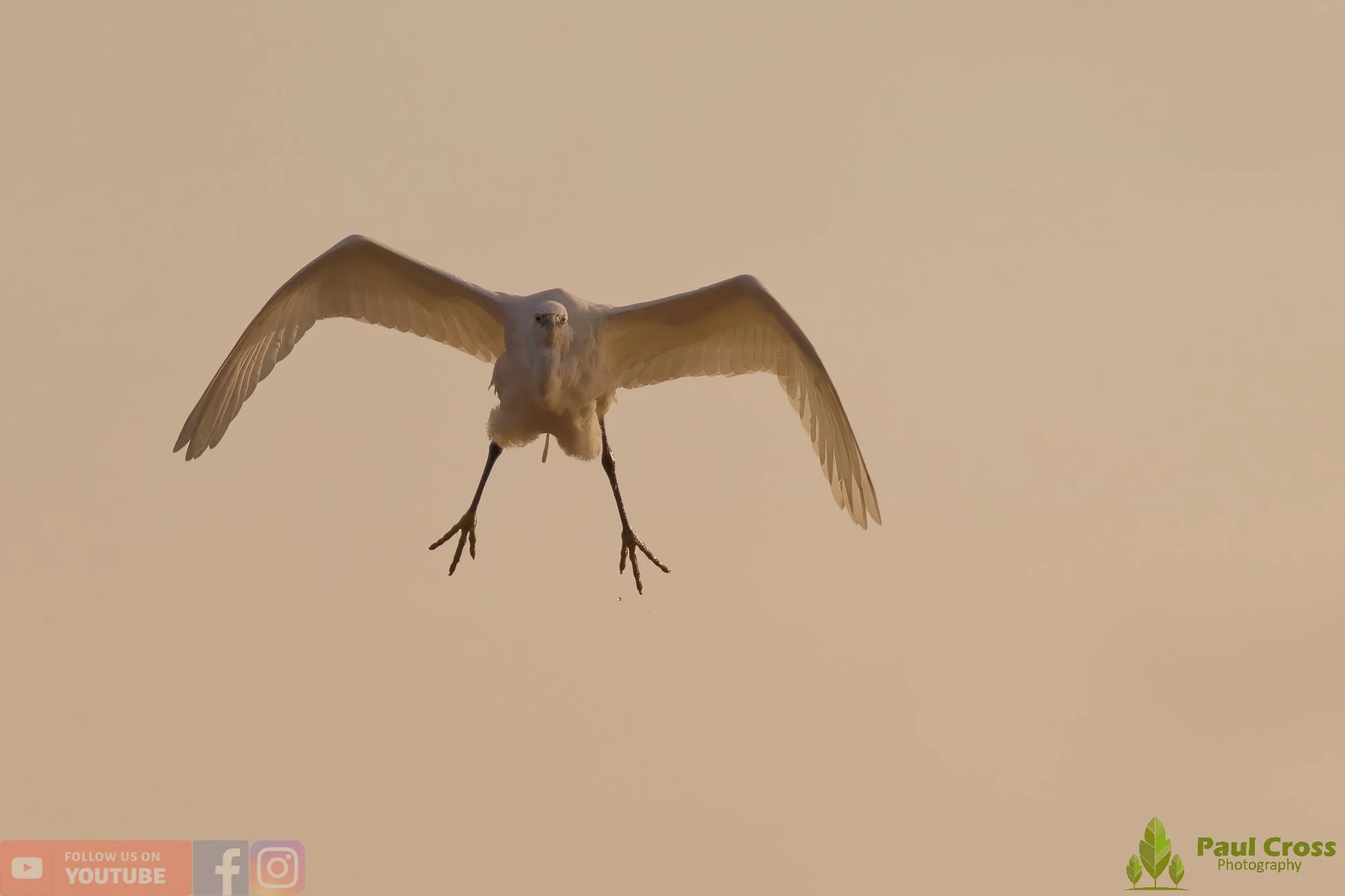 Little Egret-00539.jpg
