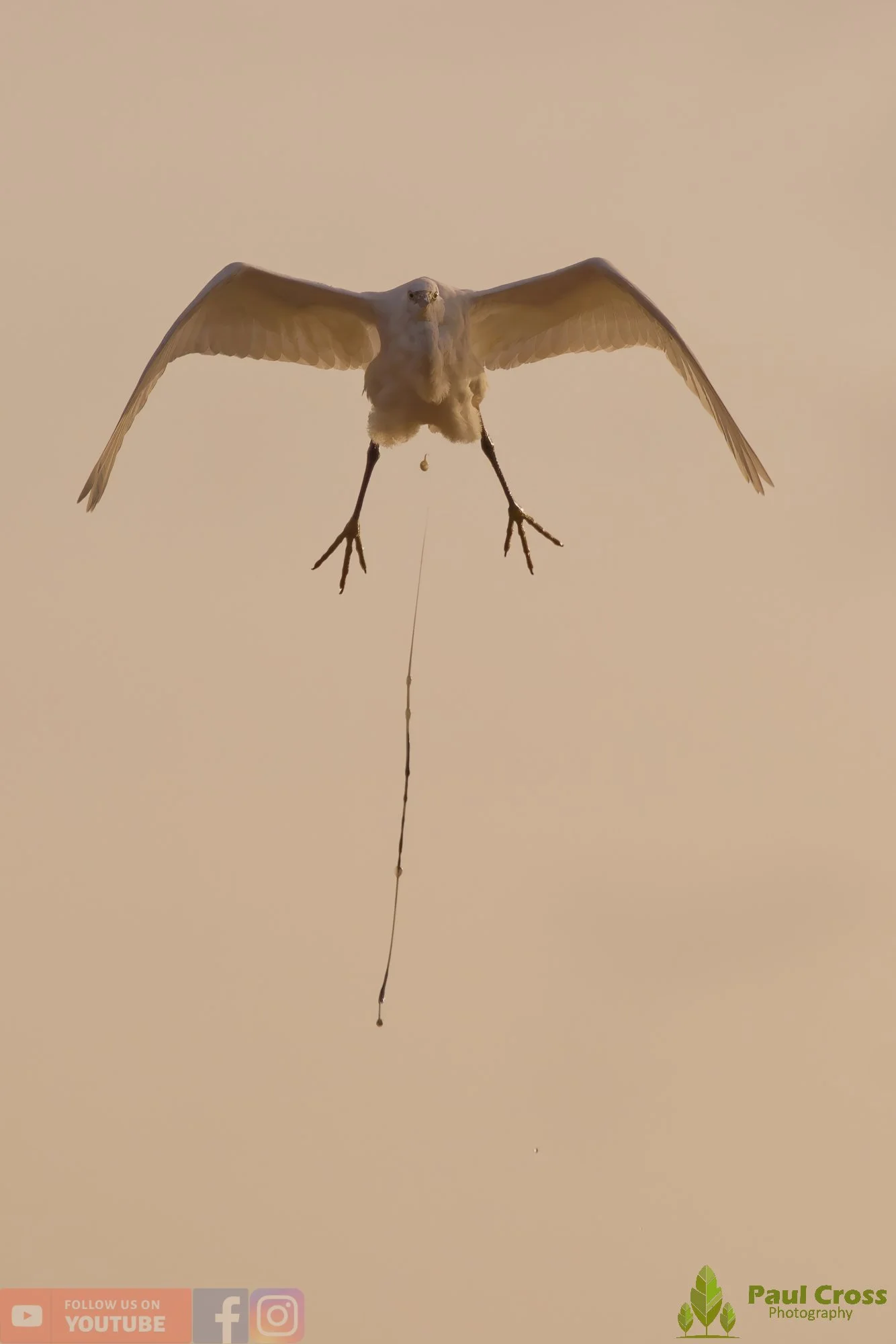 Little Egret-00540.jpg
