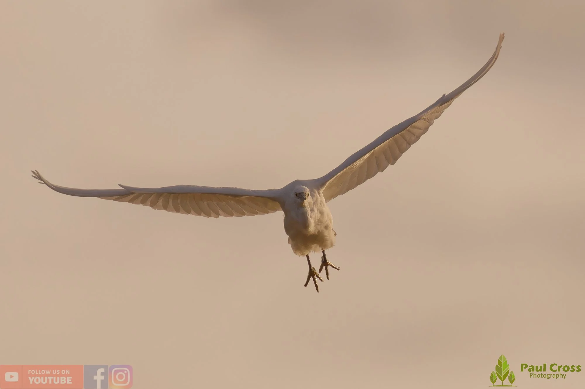 Little Egret-00541.jpg