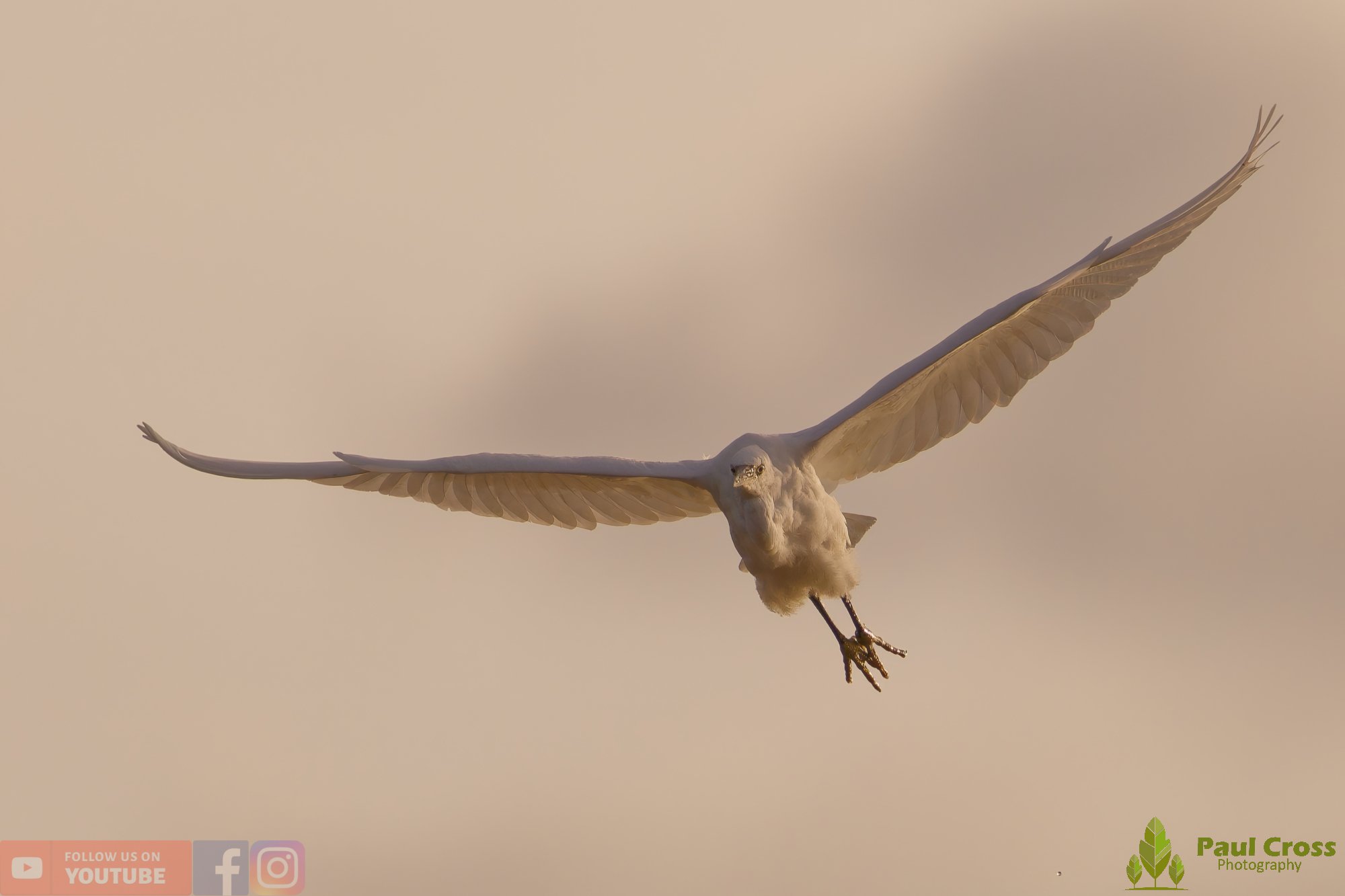 Little Egret-00542.jpg