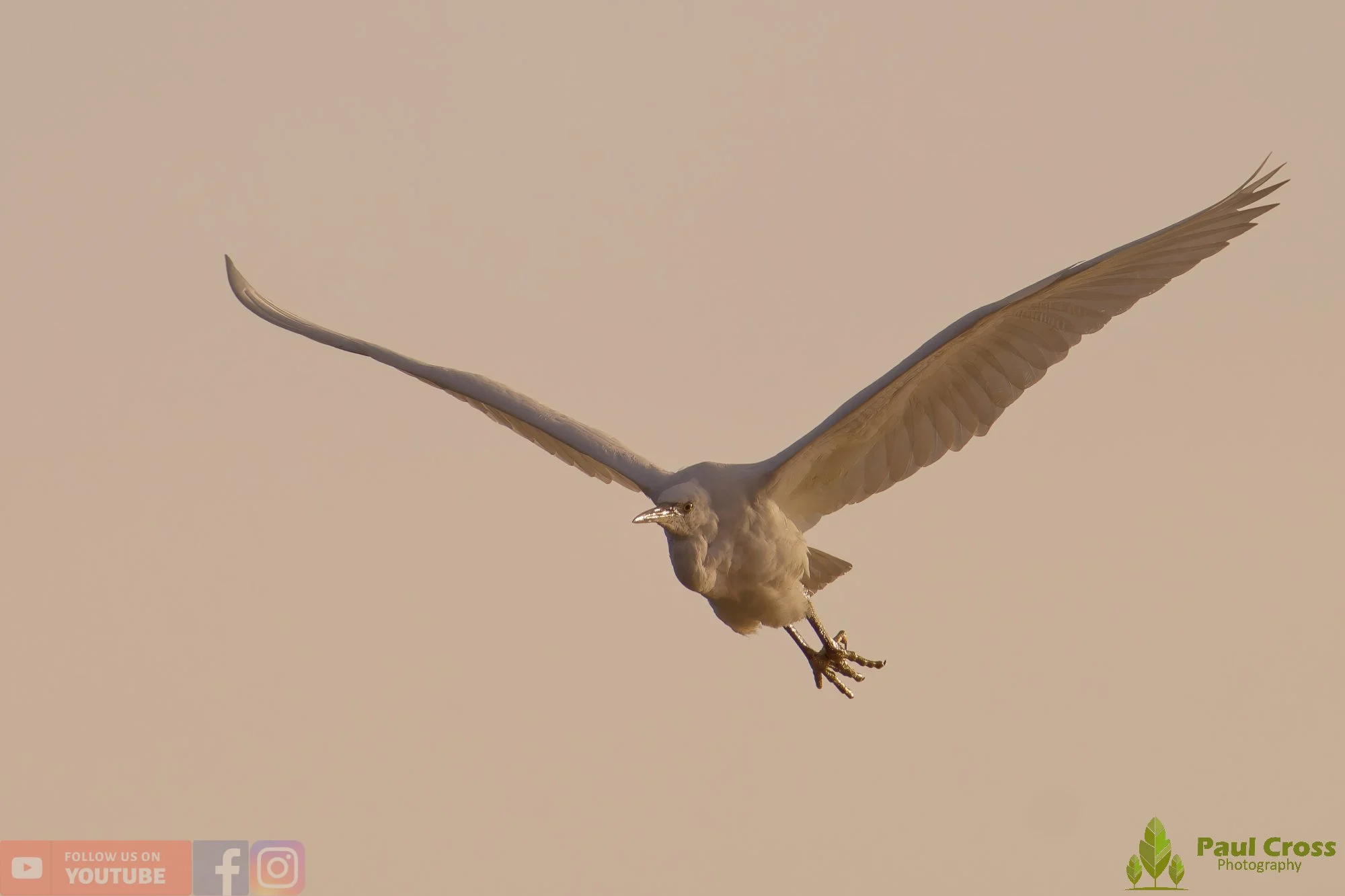 Little Egret-00543.jpg