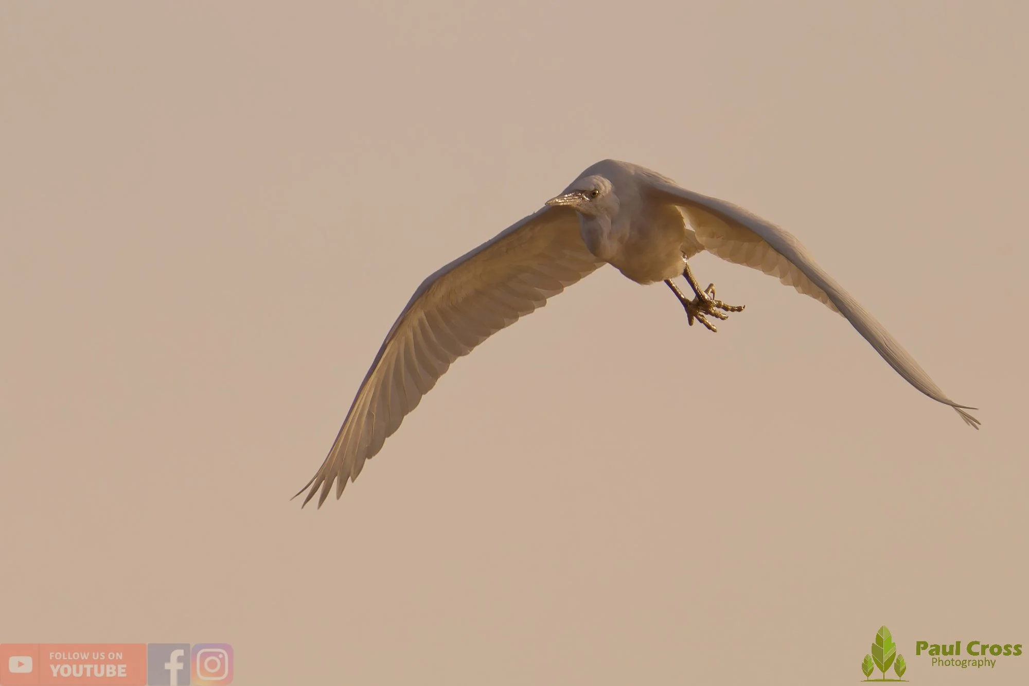 Little Egret-00544.jpg
