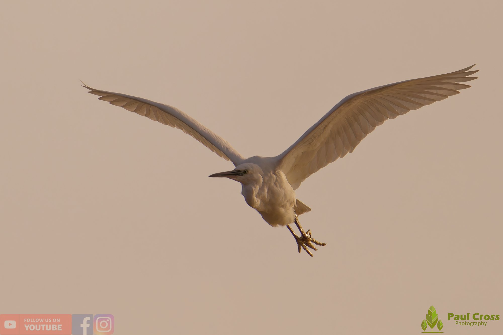 Little Egret-00545.jpg