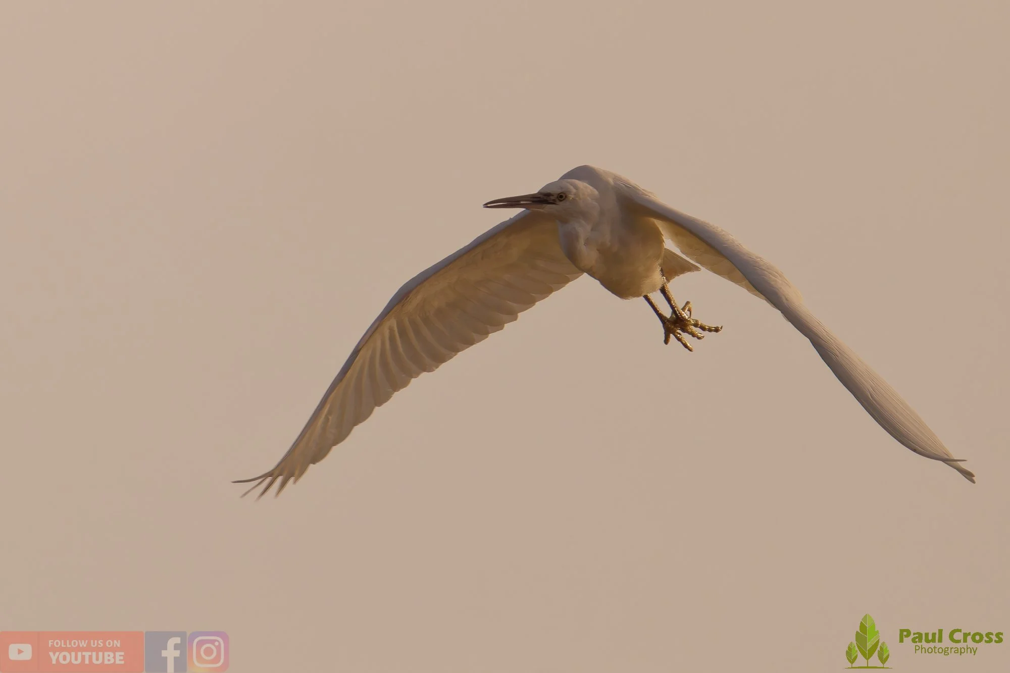 Little Egret-00546.jpg