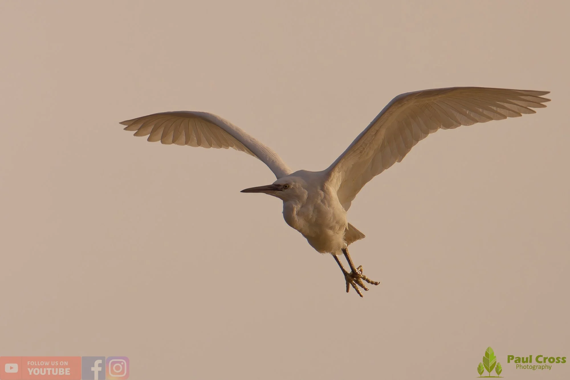 Little Egret-00547.jpg