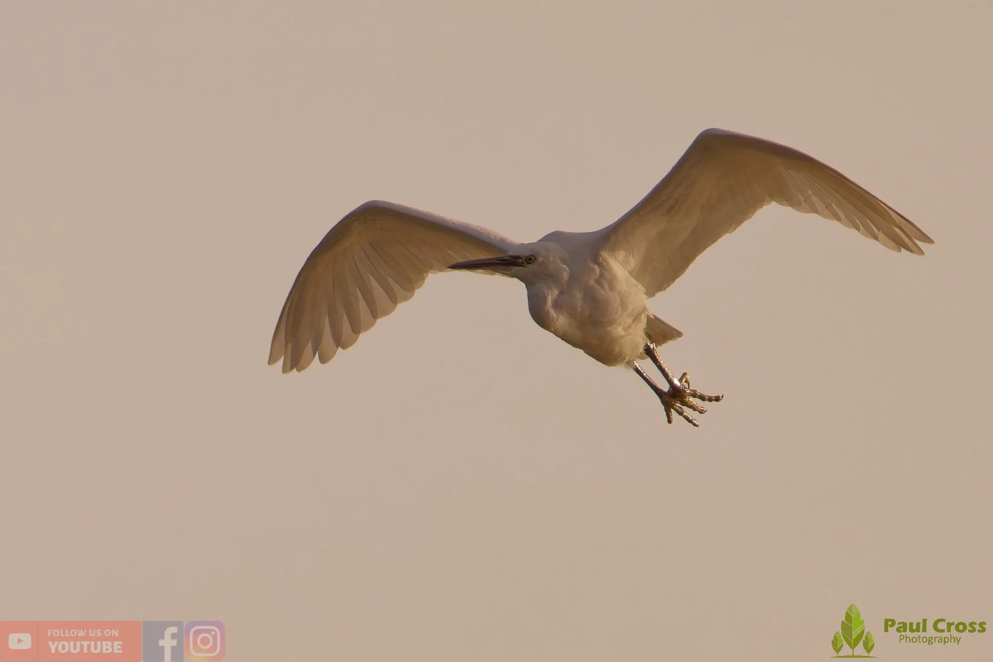 Little Egret-00548.jpg