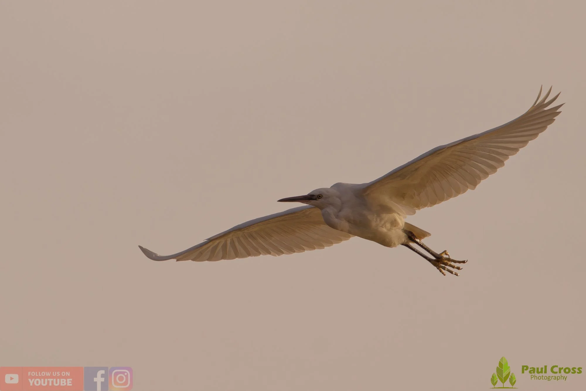 Little Egret-00549.jpg