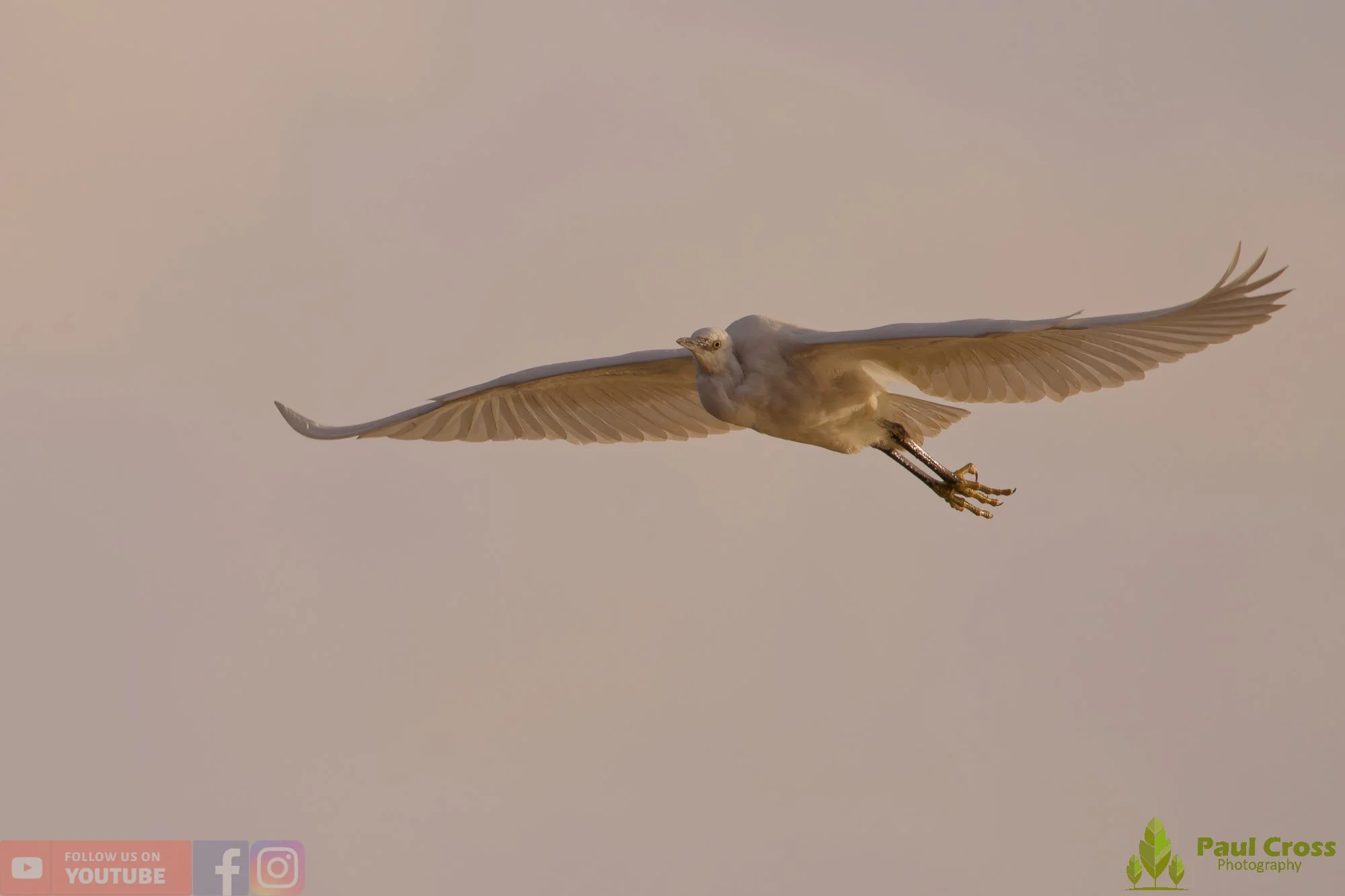 Little Egret-00550.jpg