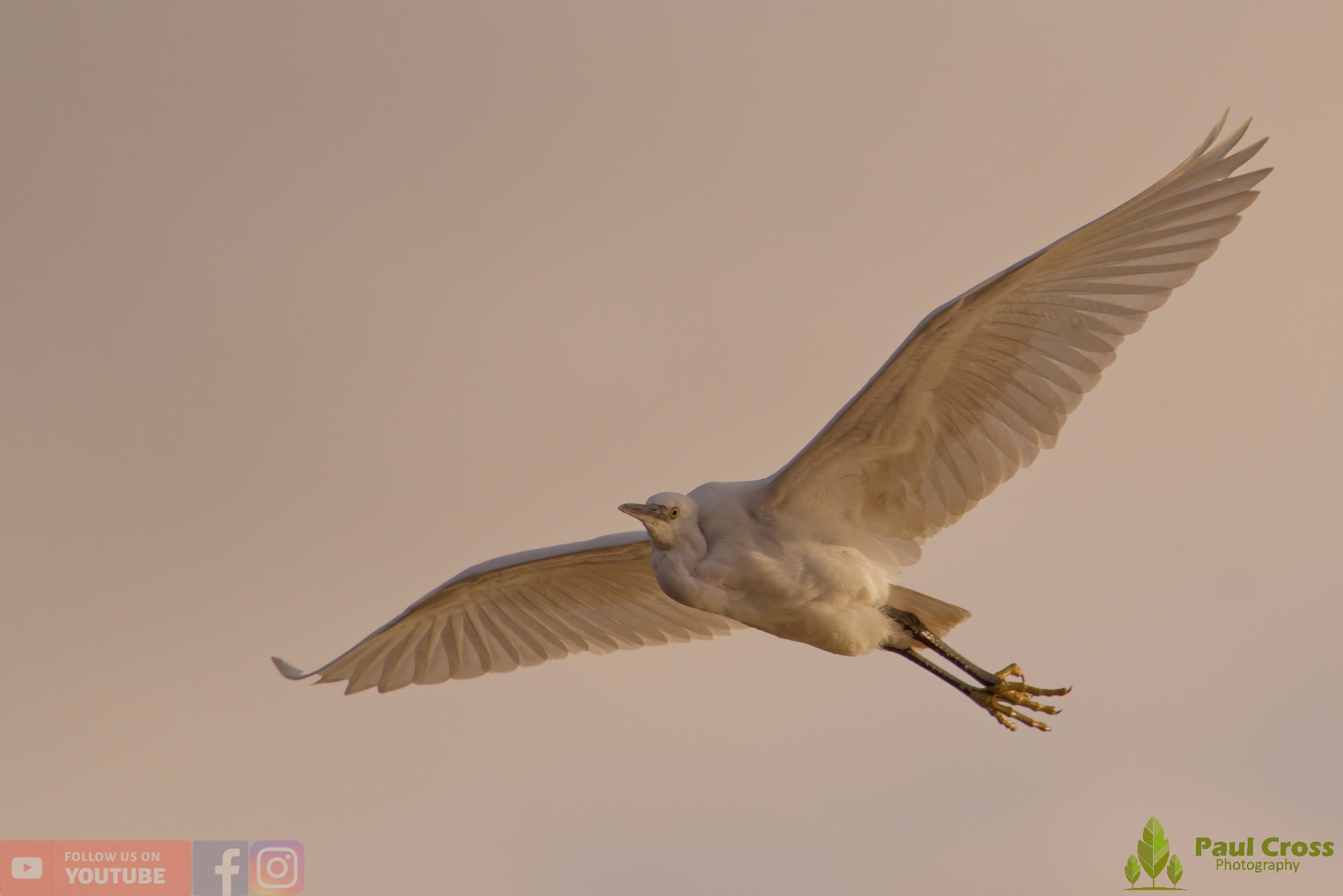 Little Egret-00551.jpg