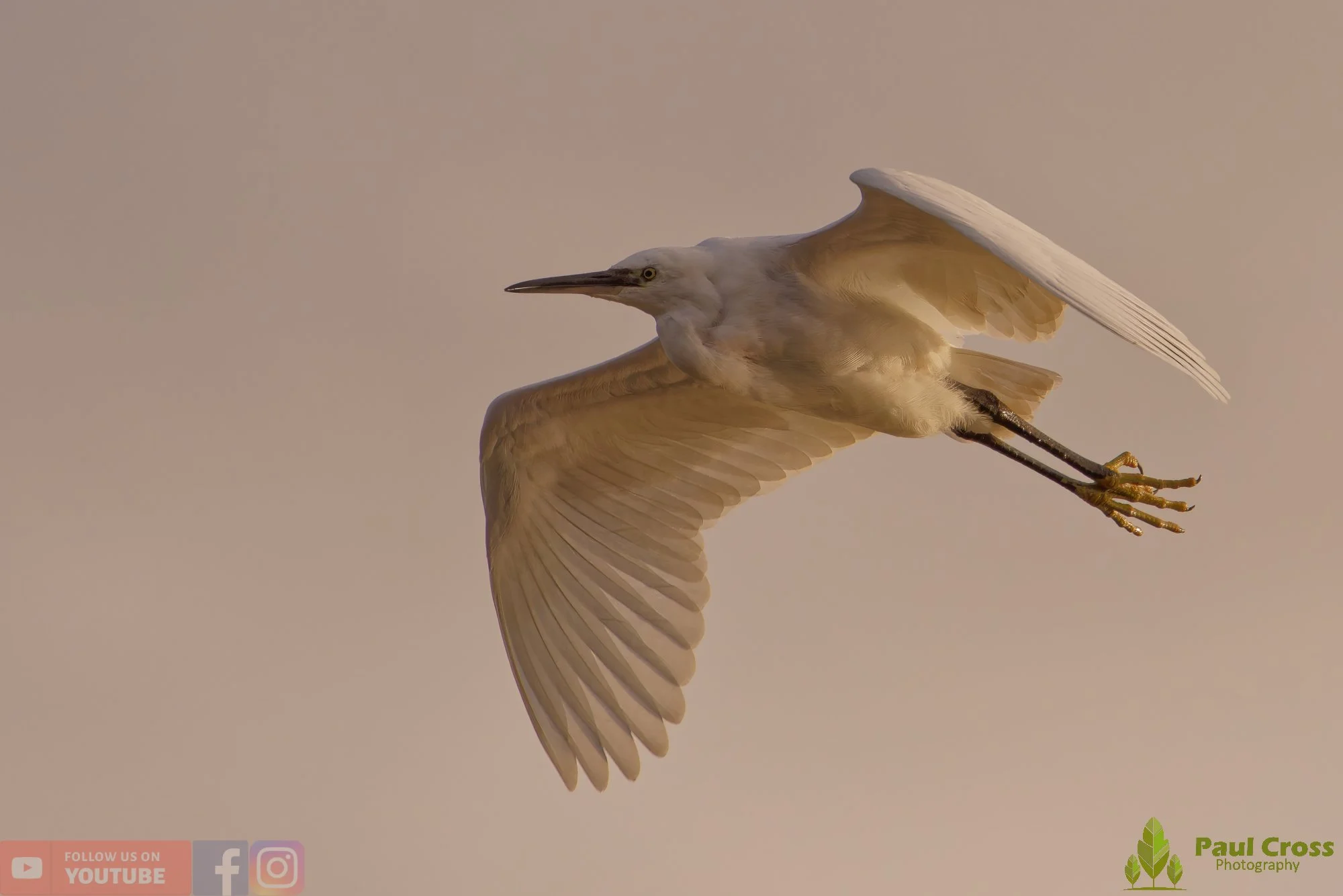 Little Egret-00552.jpg