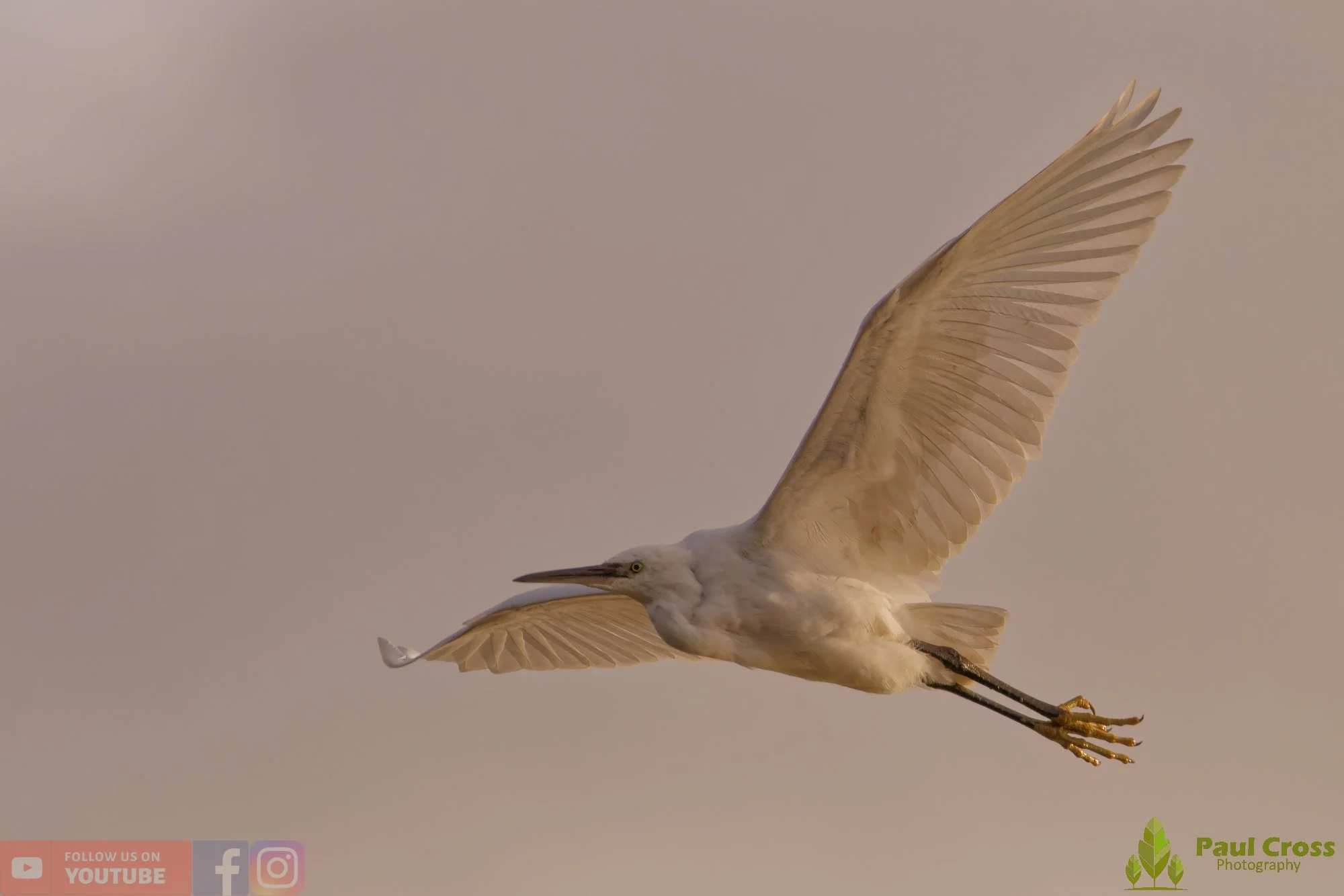Little Egret in the Evening Light at Warnham Local Nature Reserve