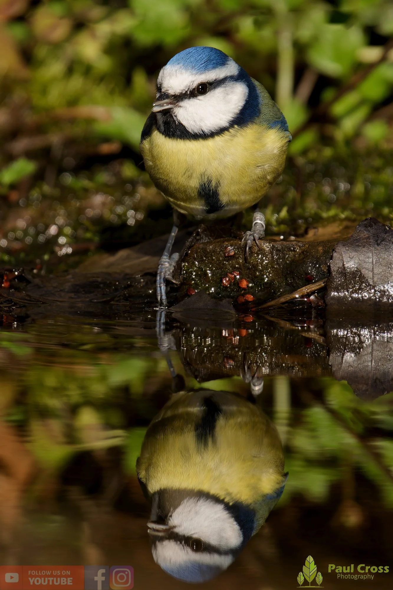 Blue Tit-01099.jpg