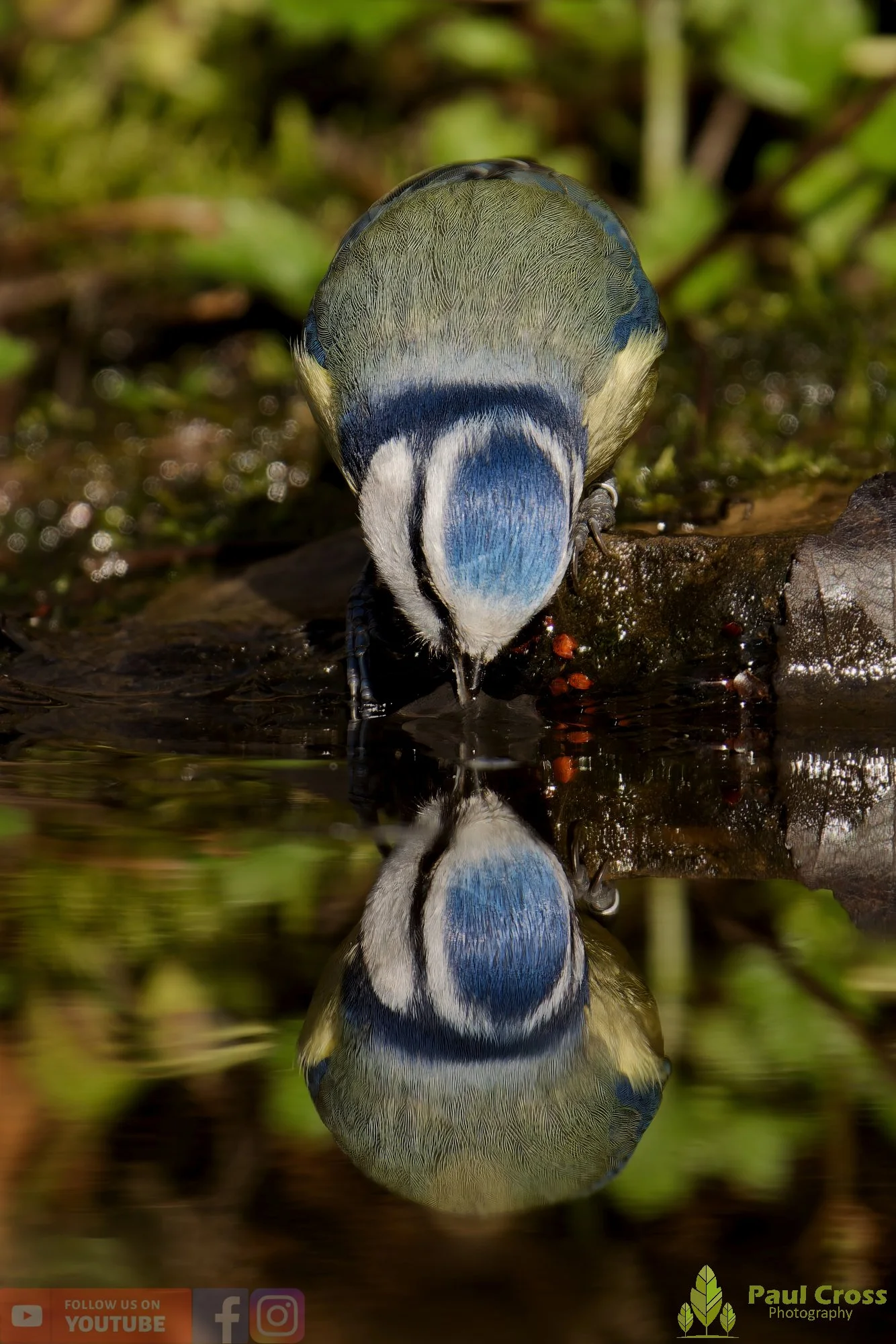 Blue Tit-01098.jpg