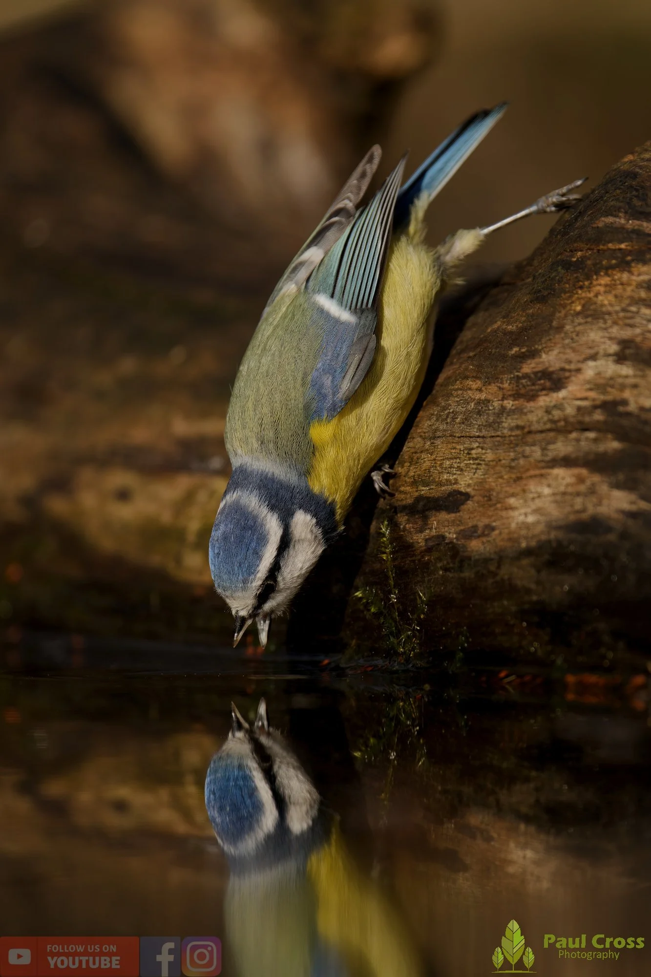 Blue Tit-01103.jpg