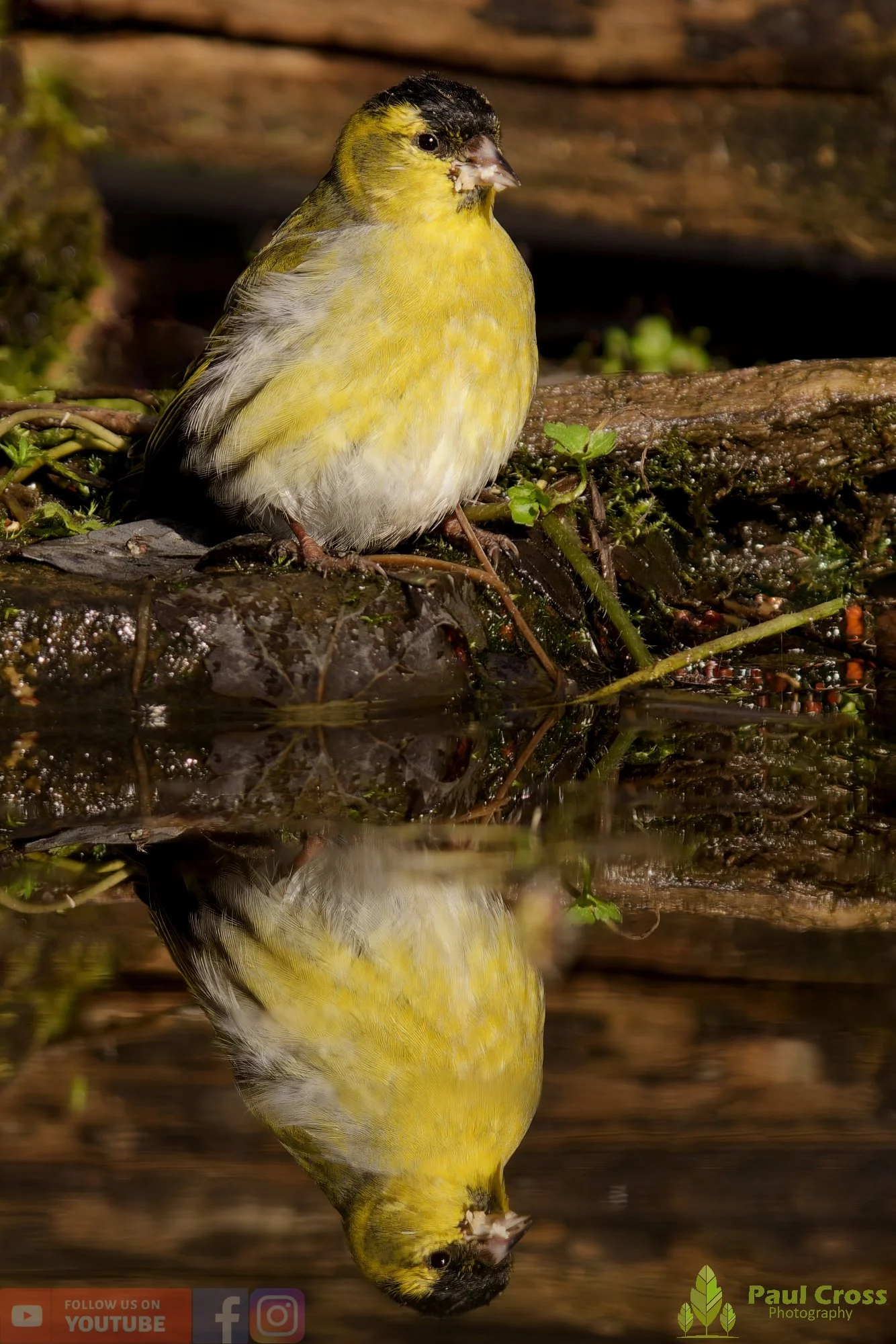 Siskin-00360.jpg