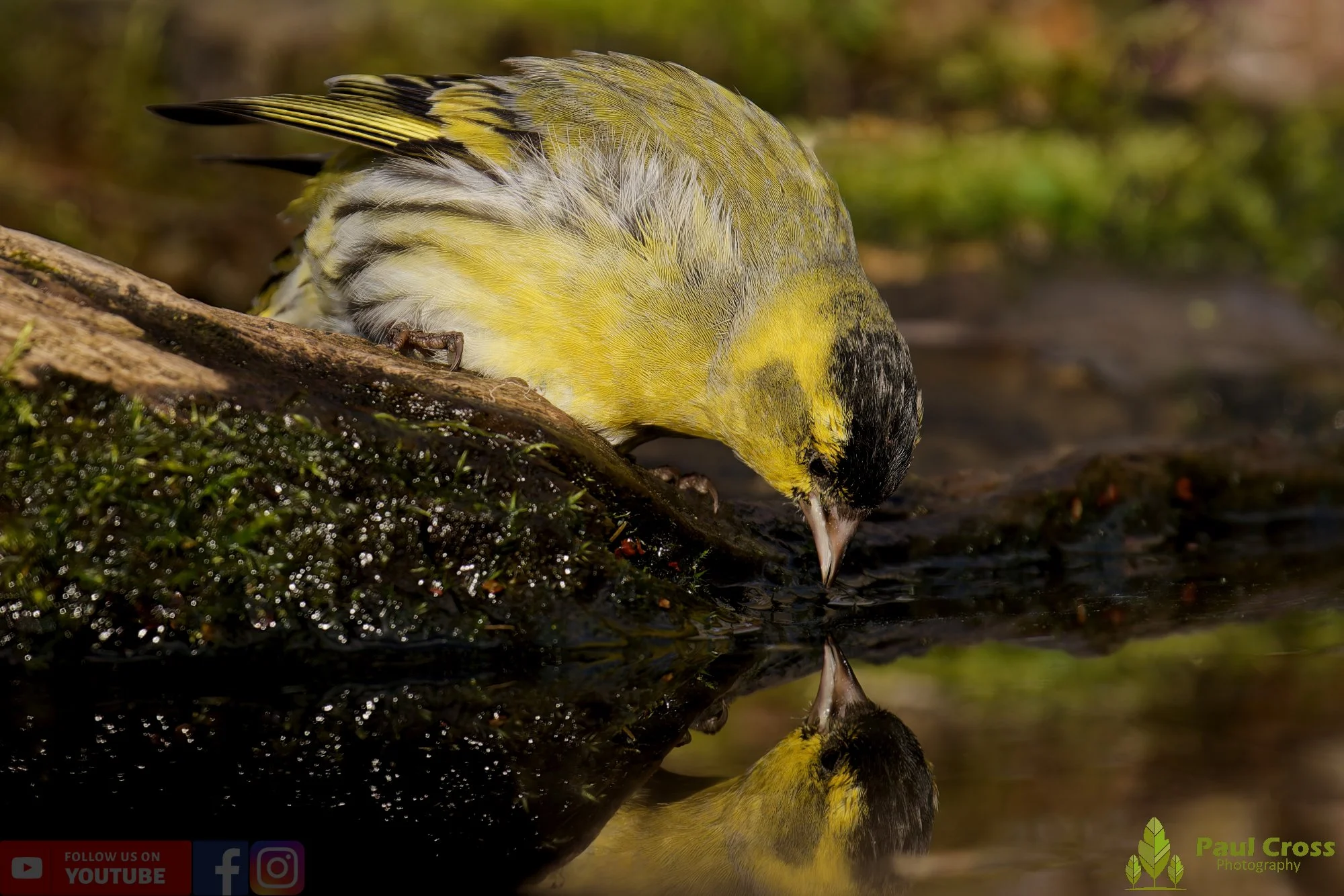 Siskin-00362.jpg