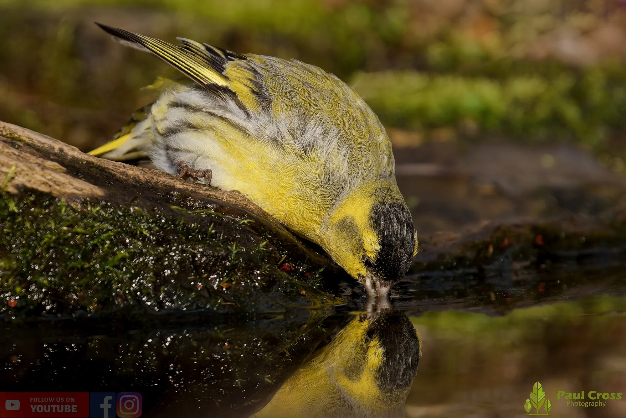 Reflections and Winter Visitors at Warnham Local Nature Reserve