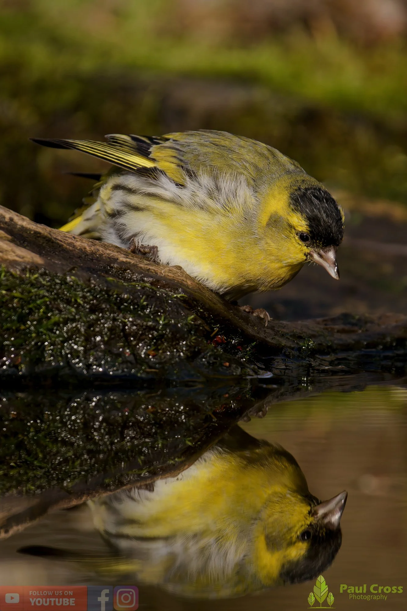 Siskin-00364.jpg