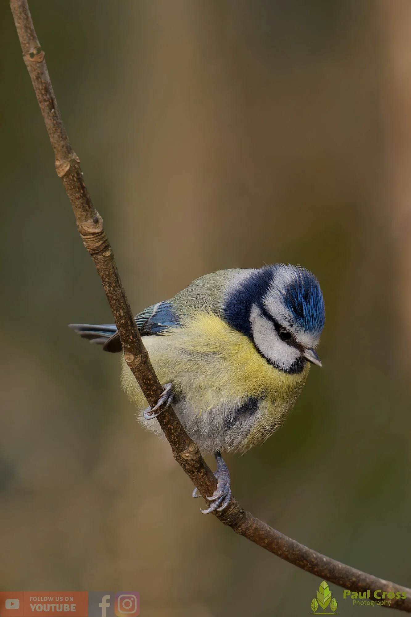 Blue Tit-01091.jpg