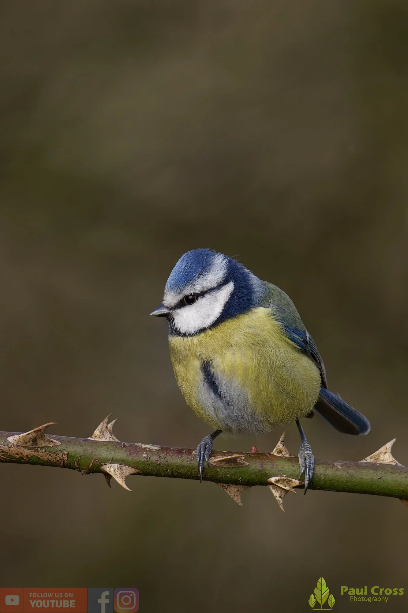 Blue Tit-01090.jpg