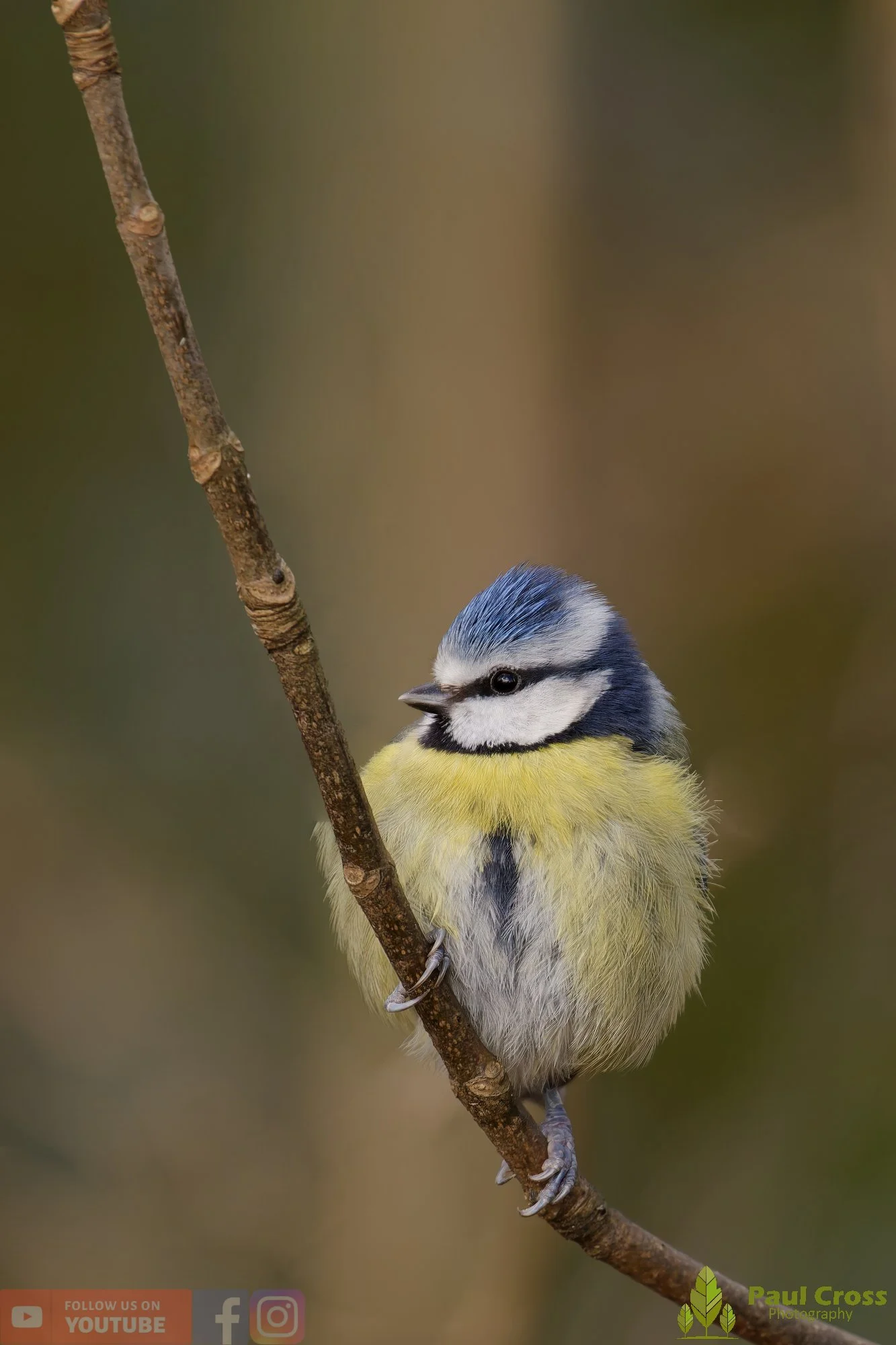 Blue Tit-01093.jpg