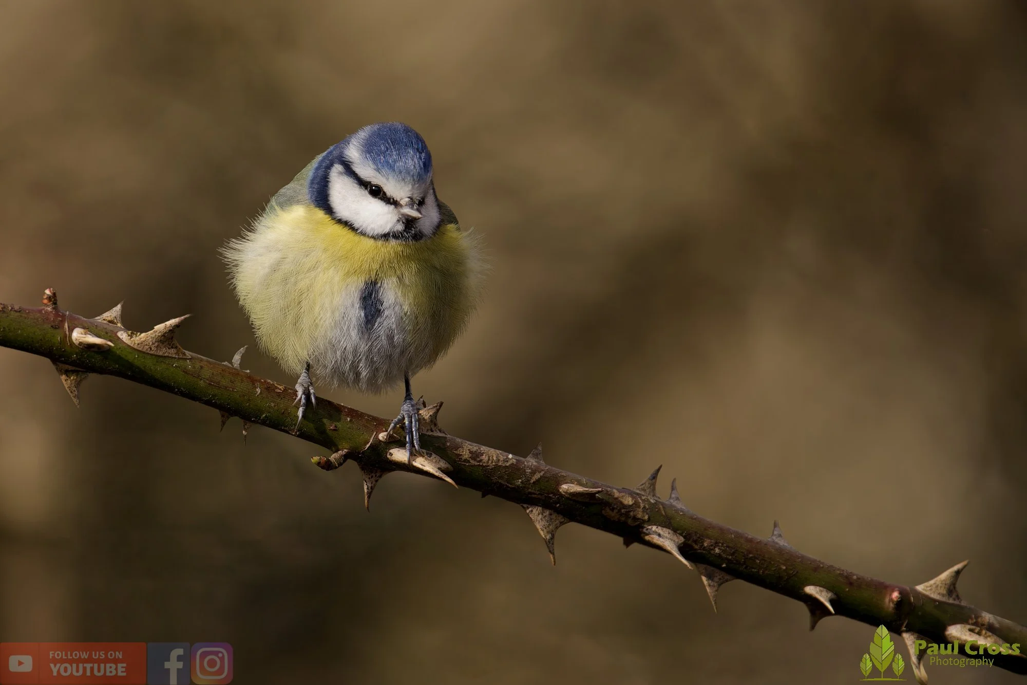 Blue Tit-01094.jpg