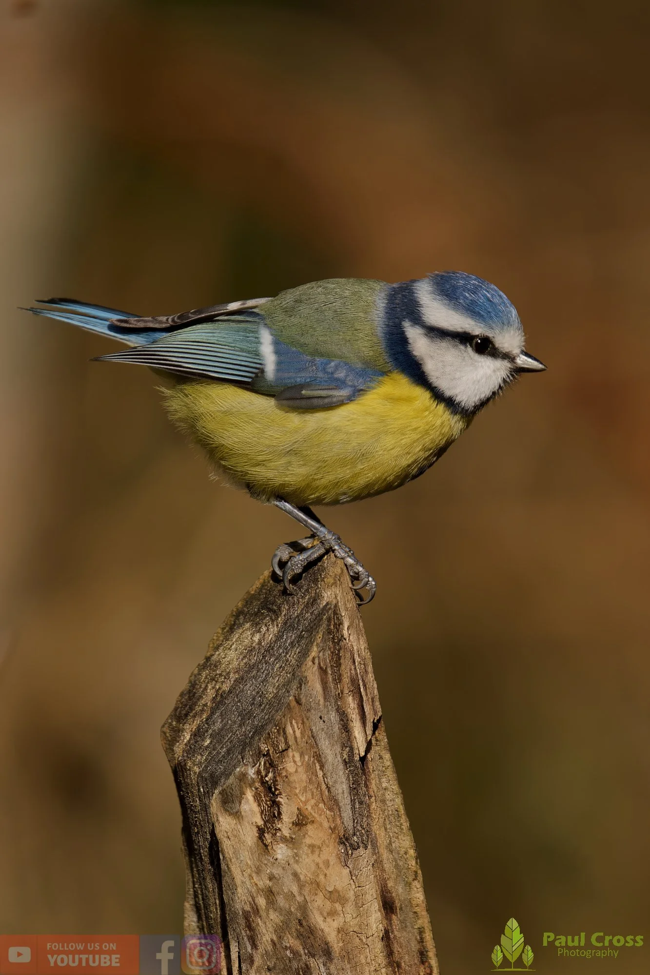 Blue Tit-01096.jpg