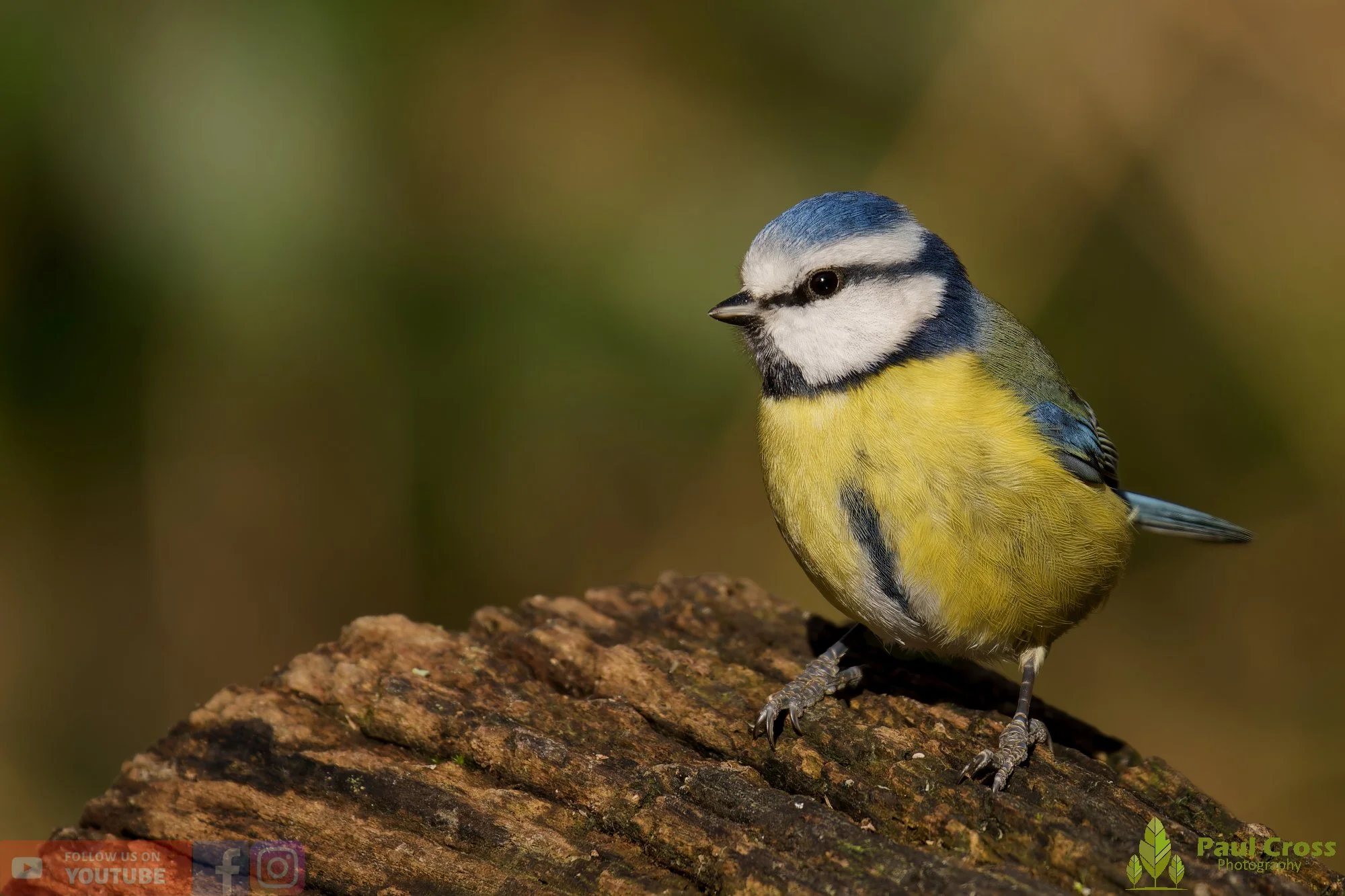 Blue Tit-01097.jpg