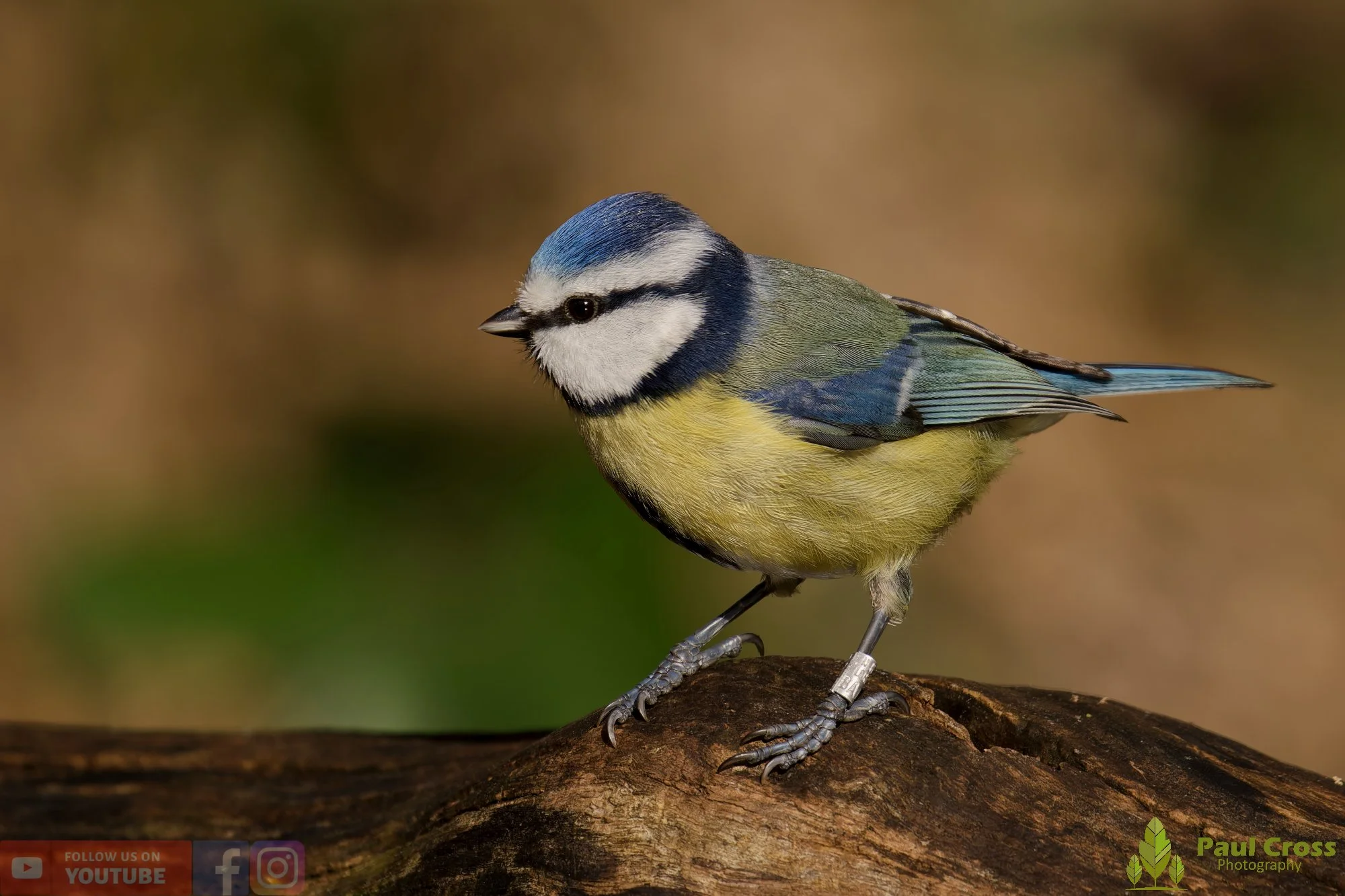 Blue Tit-01100.jpg