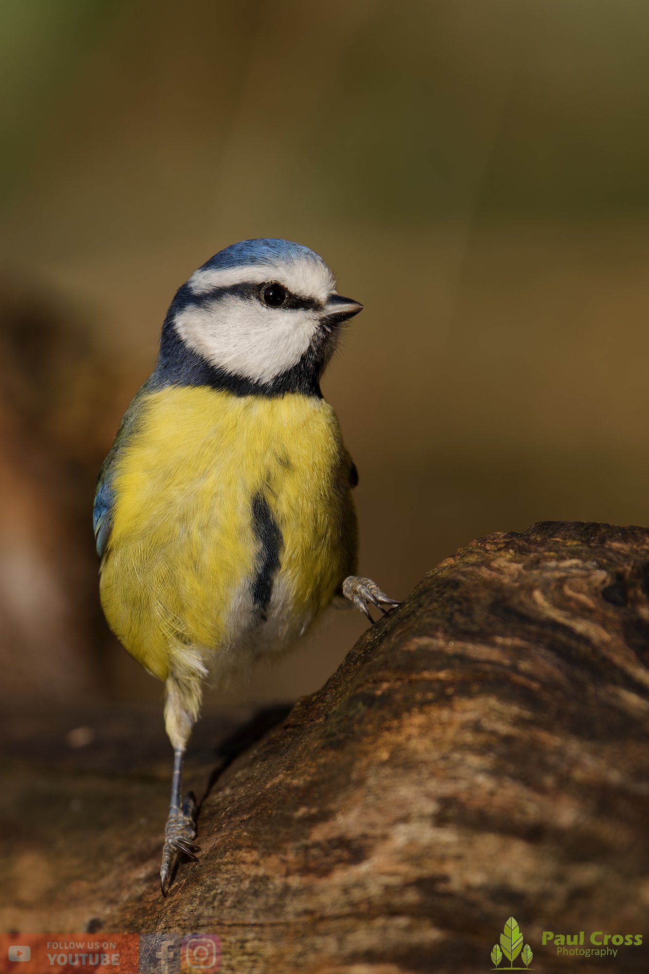 Blue Tit-01102.jpg