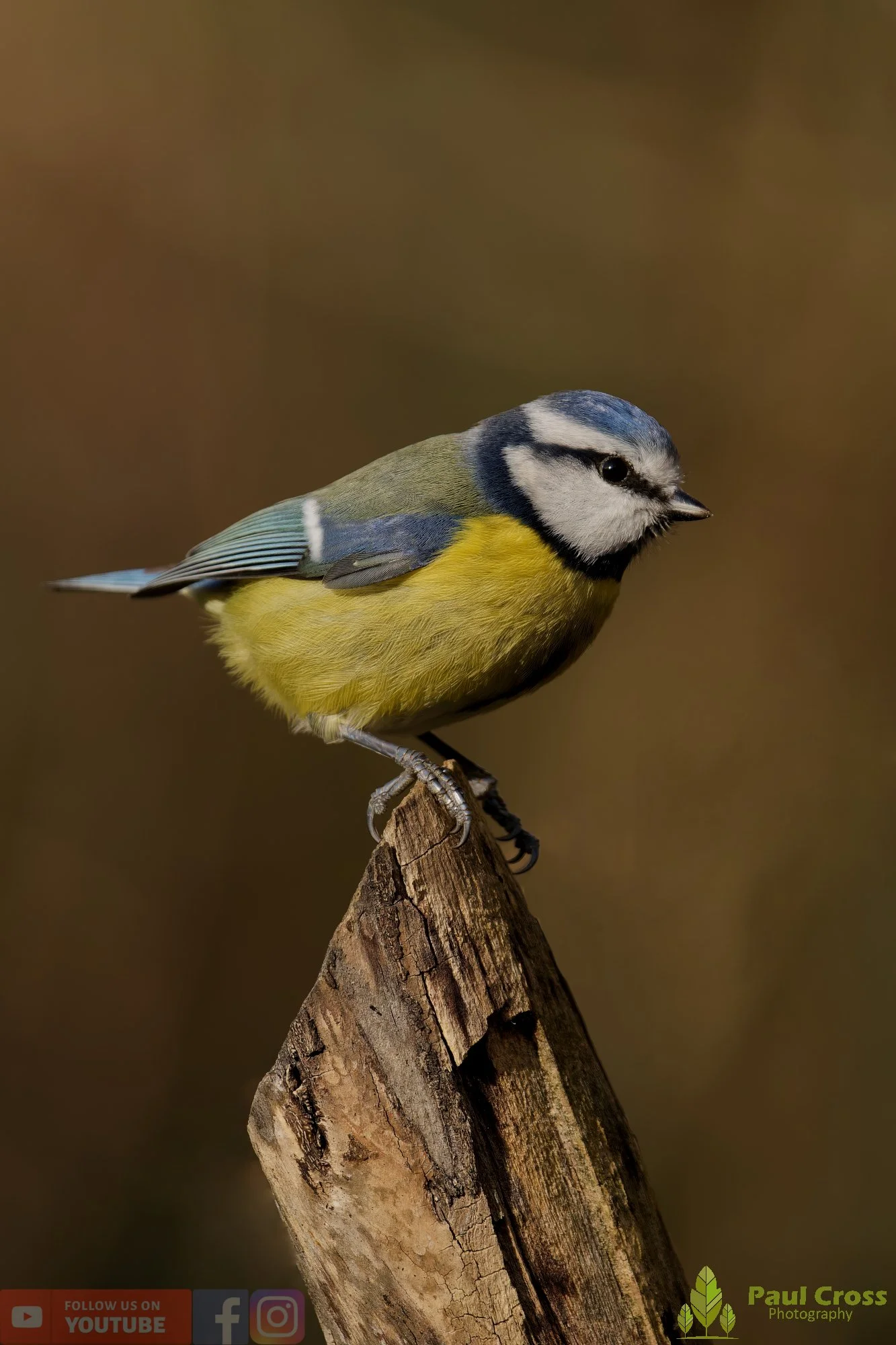 Blue Tit-01104.jpg