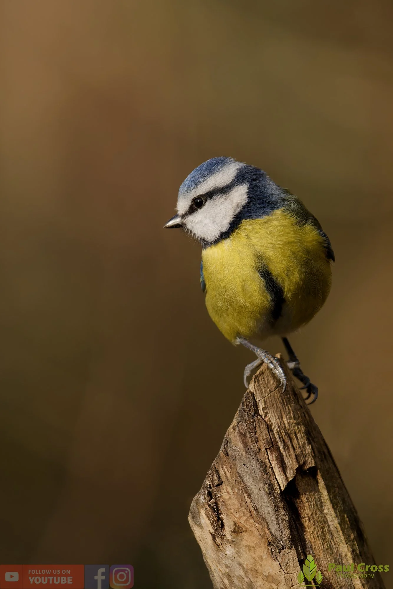 Blue Tit-01105.jpg