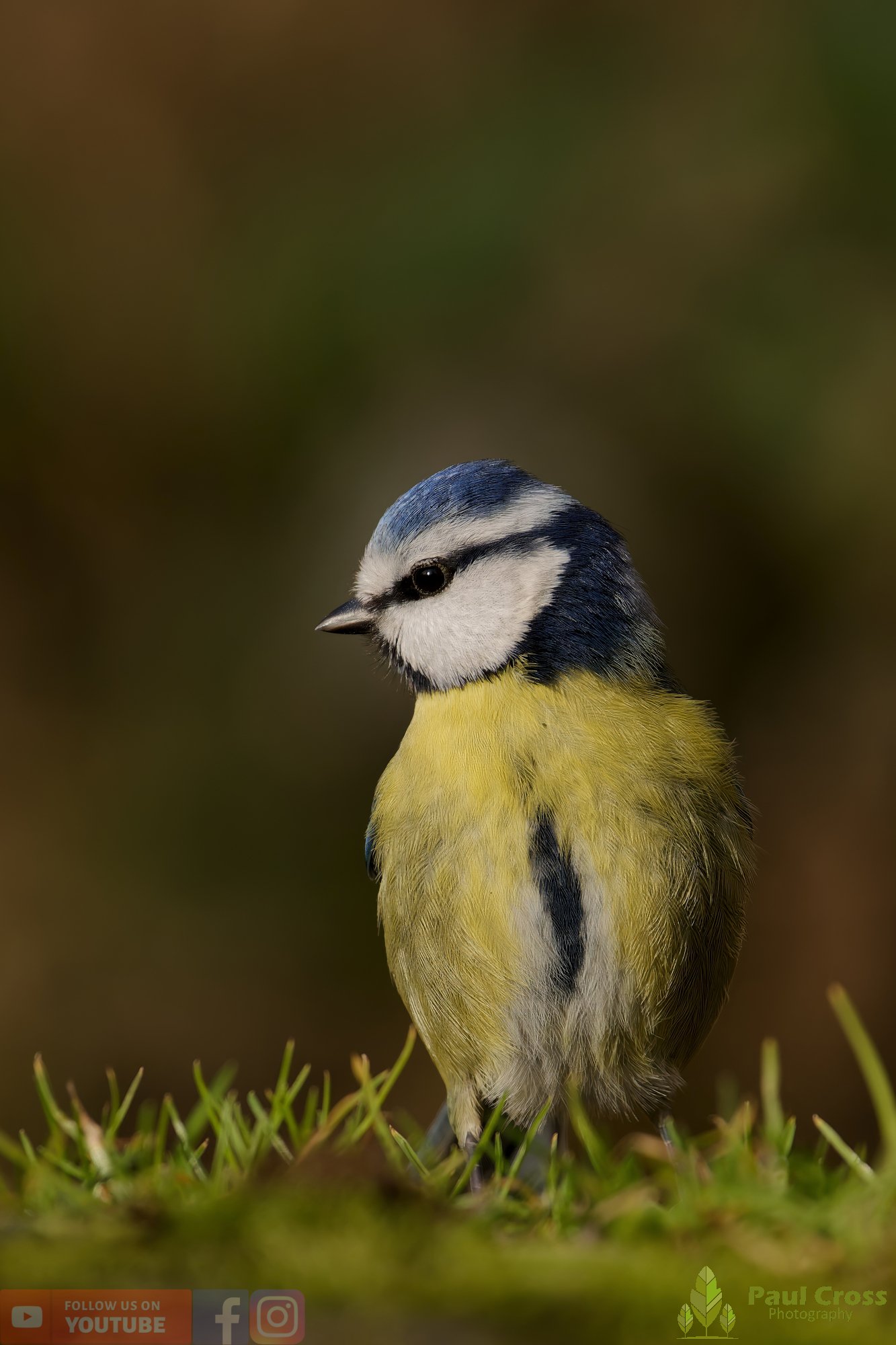 Blue Tit-01106.jpg