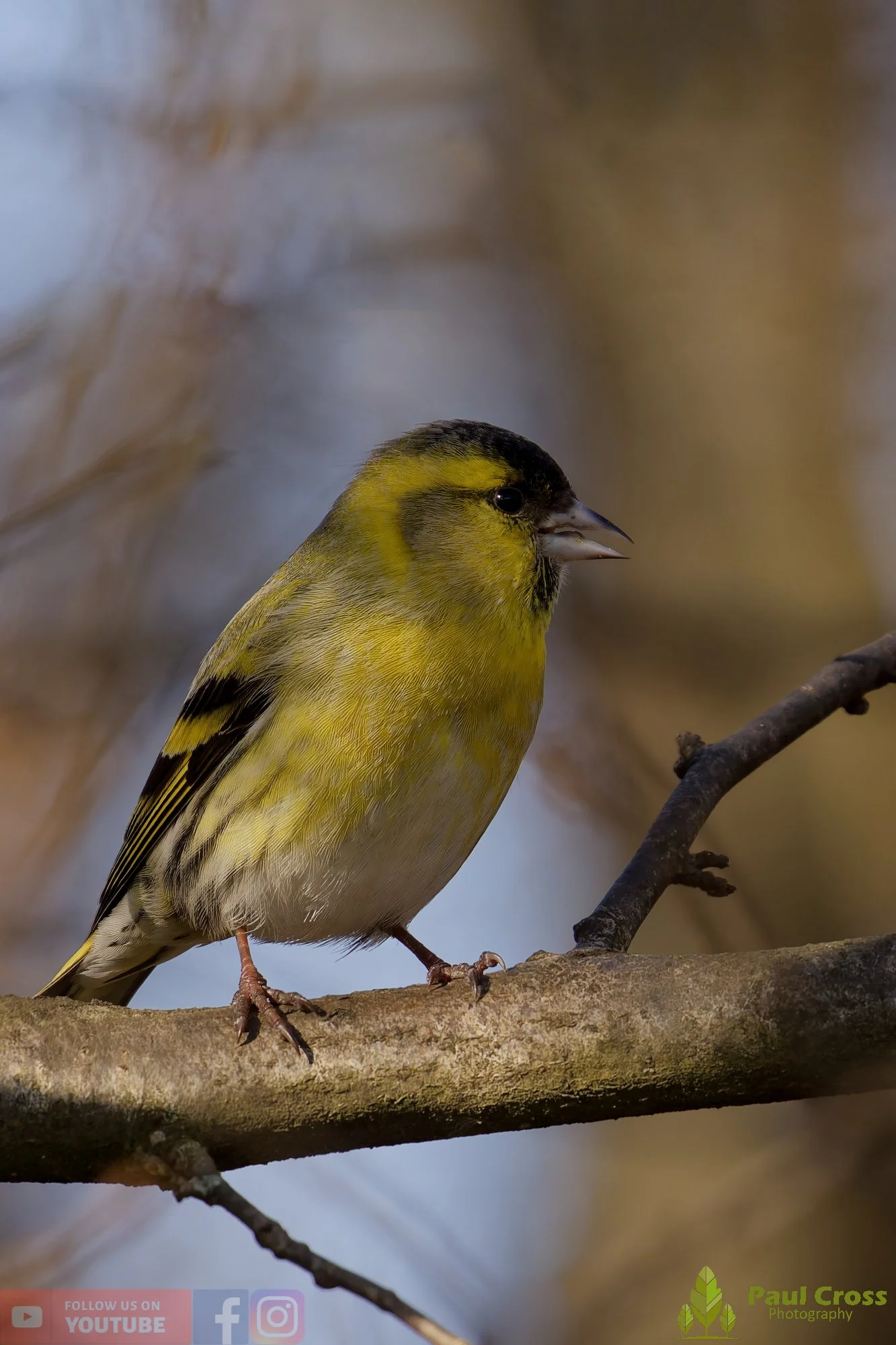 Siskin-00344.jpg