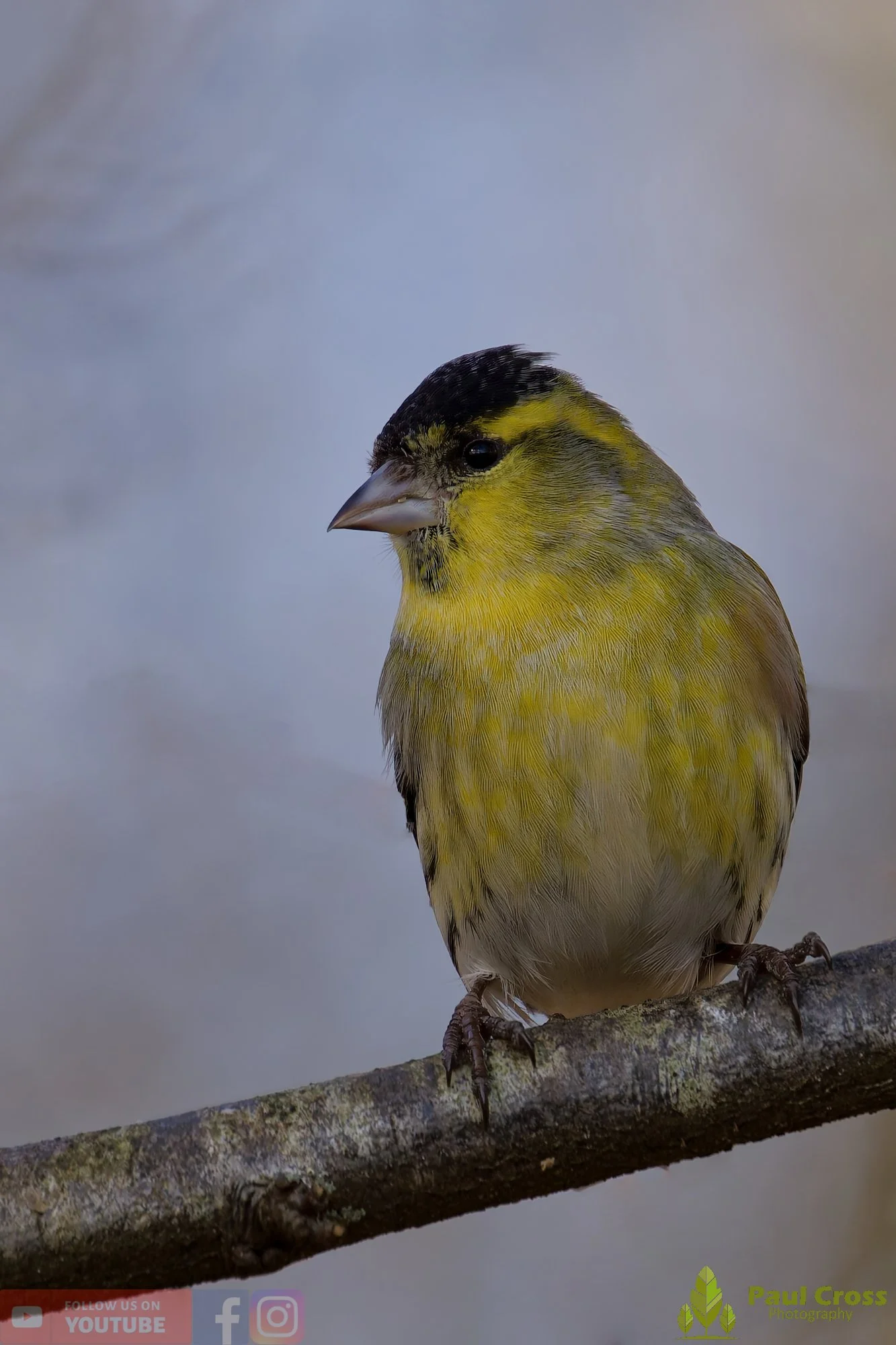 Siskin-00345.jpg