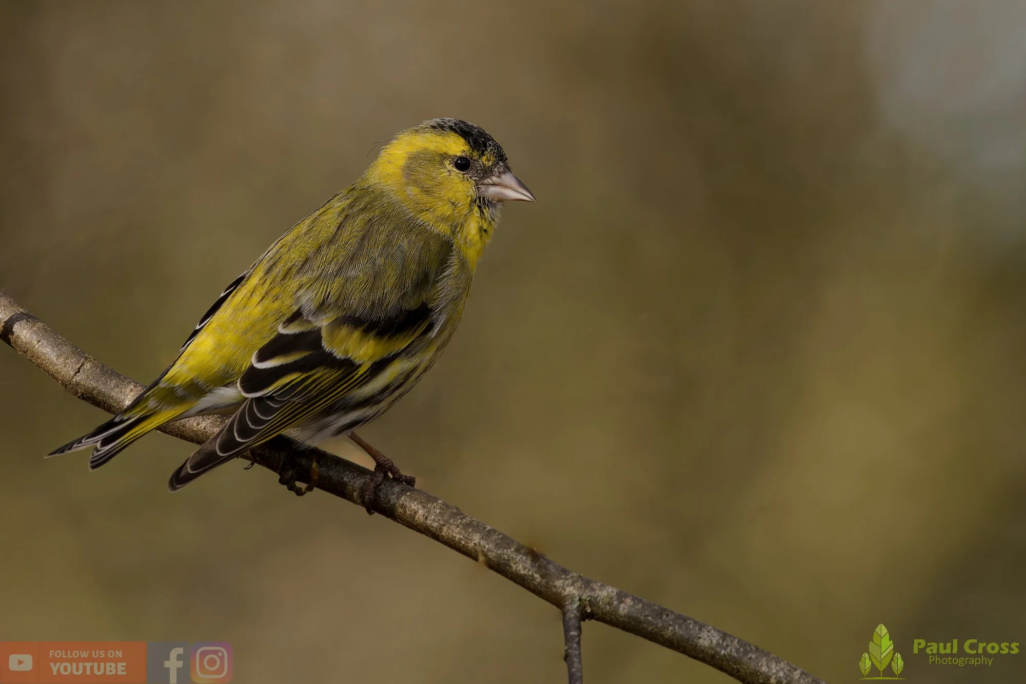 Siskin-00346.jpg