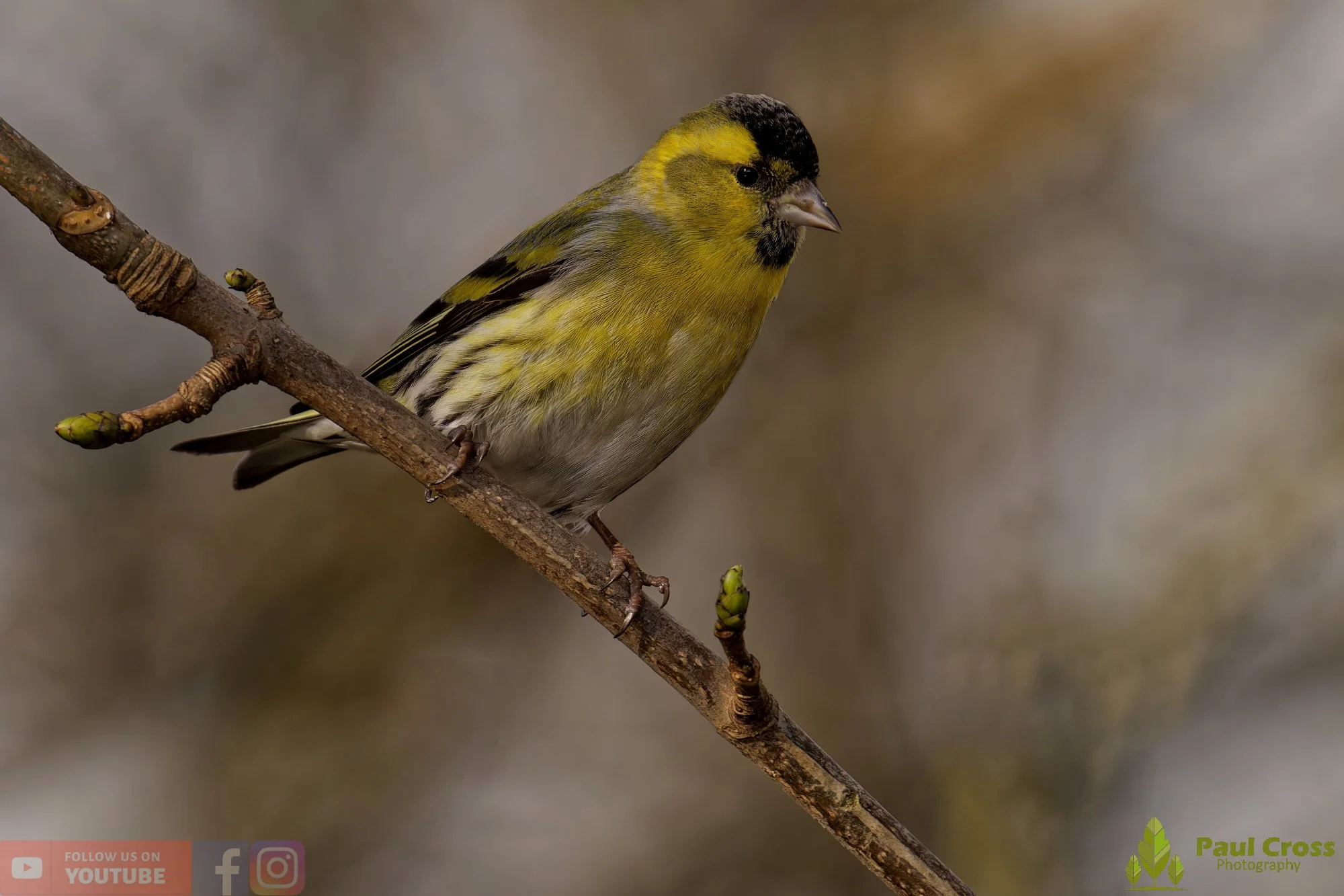 Siskin-00347.jpg