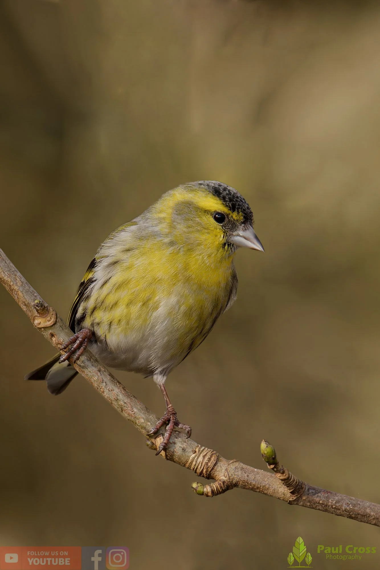 Siskin-00348.jpg