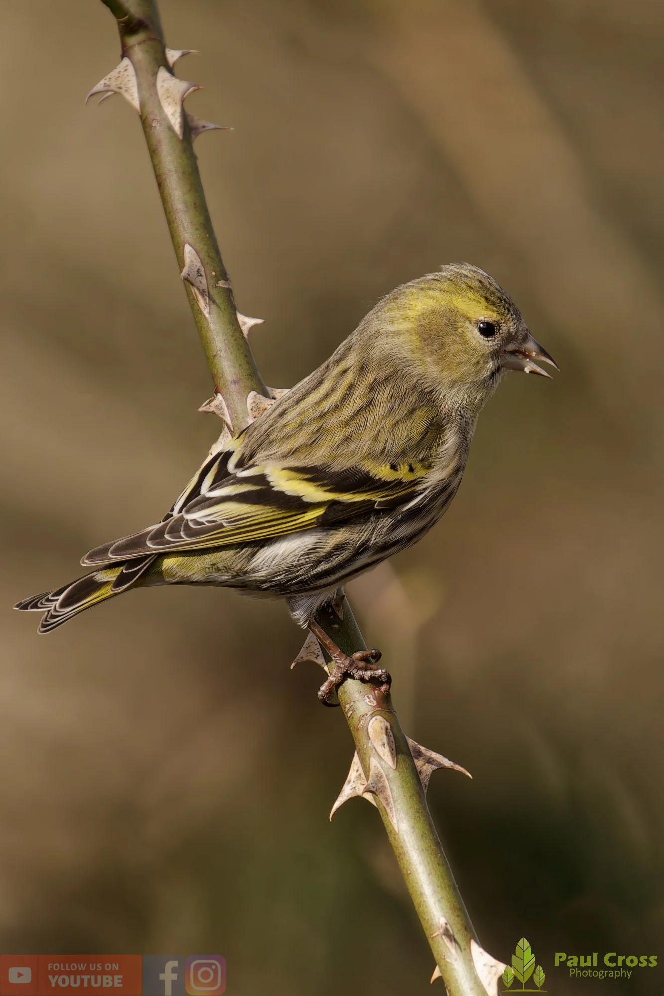 Siskin-00349.jpg
