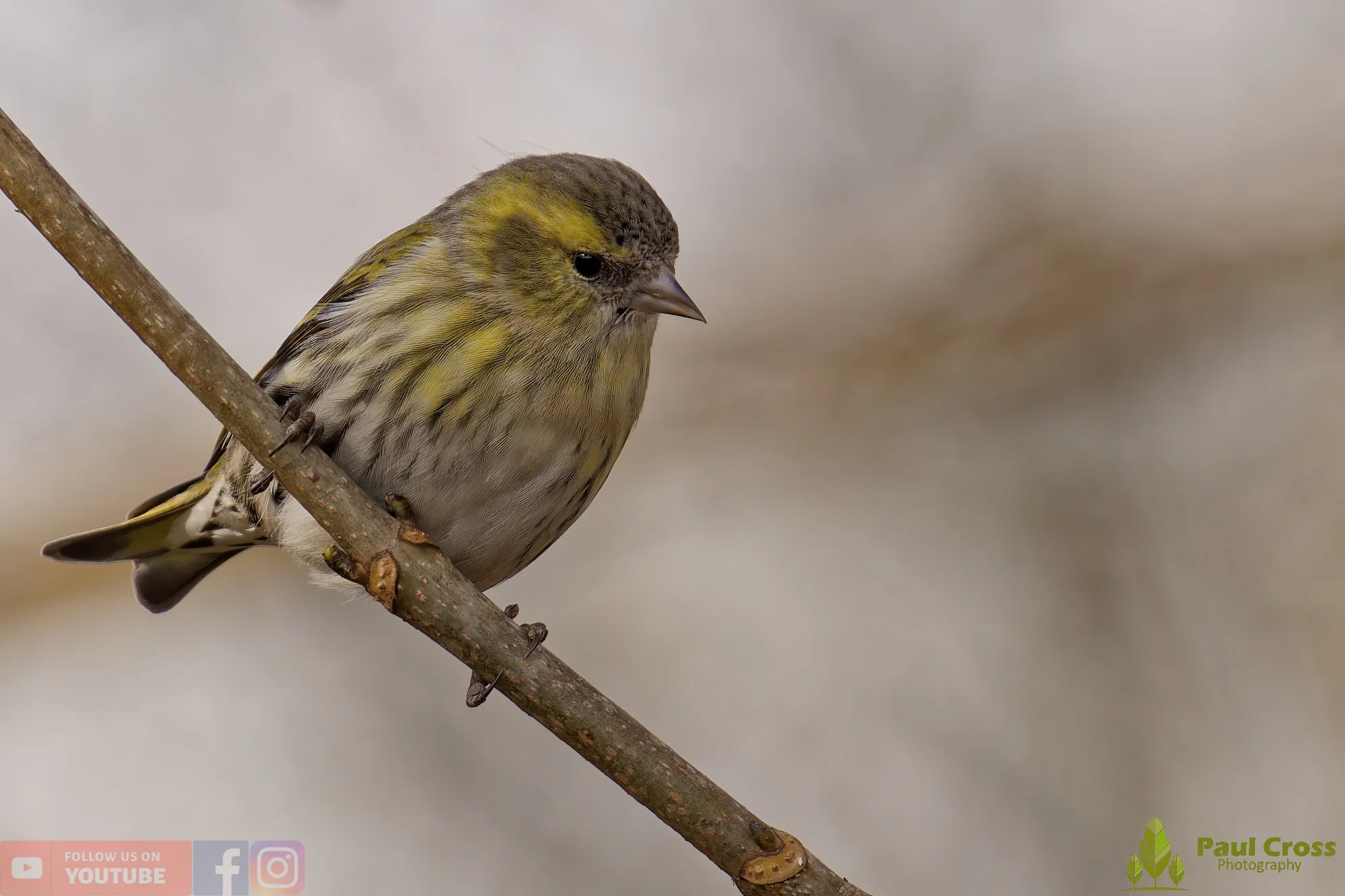 Siskin-00350.jpg