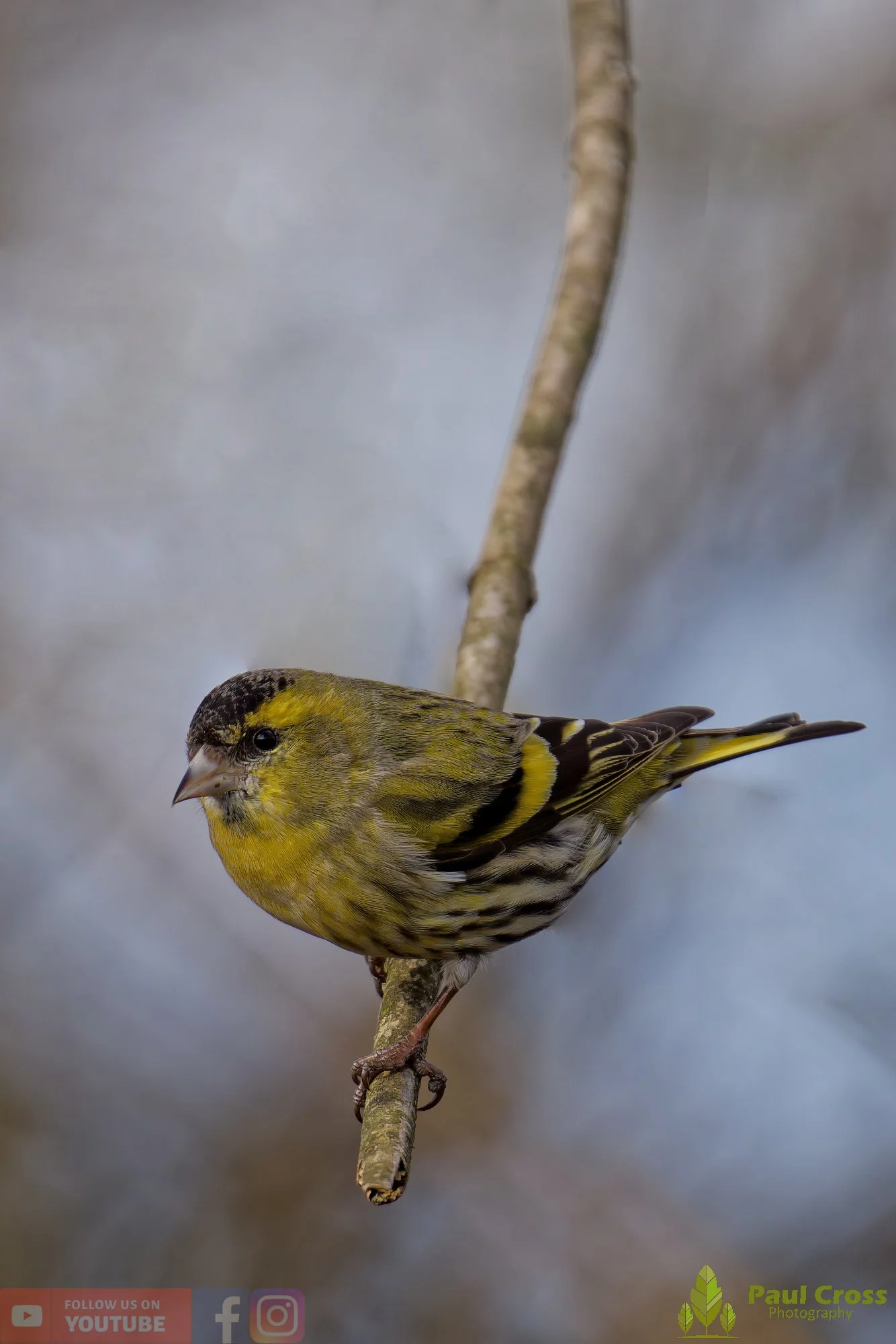 Siskin-00351.jpg